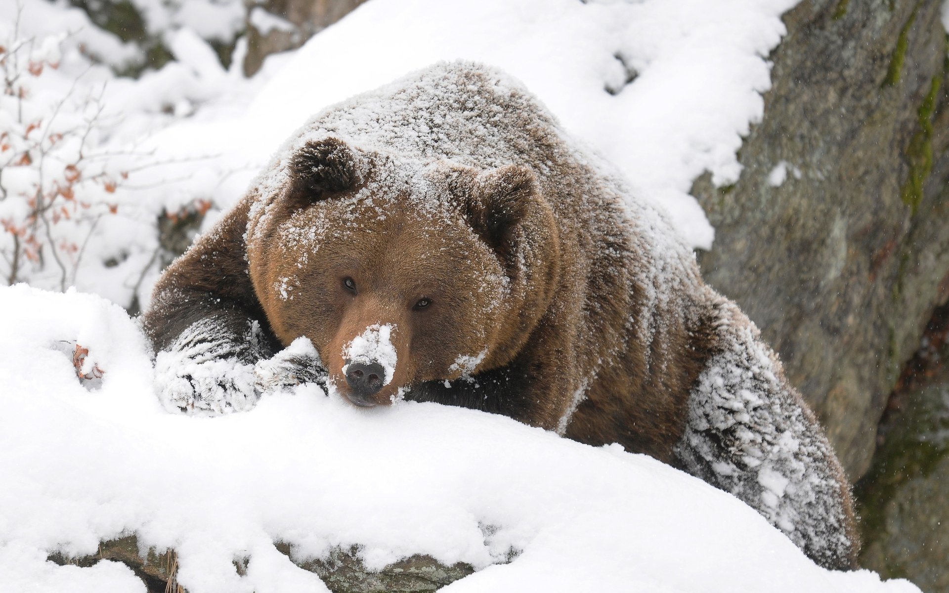 bear forest snow winter grizzly