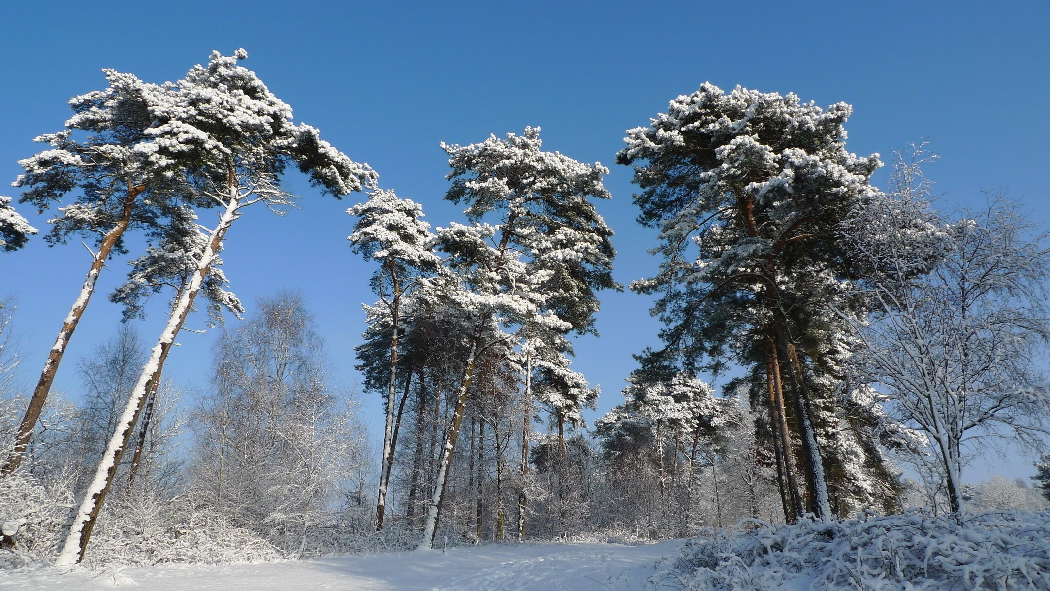 now winter tree