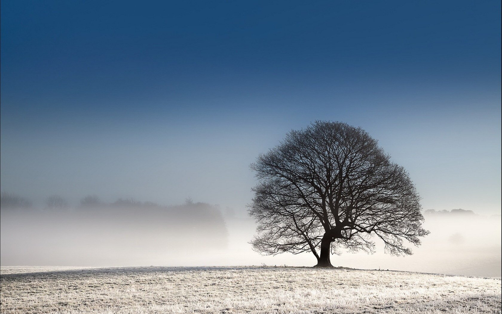 field landscape tree