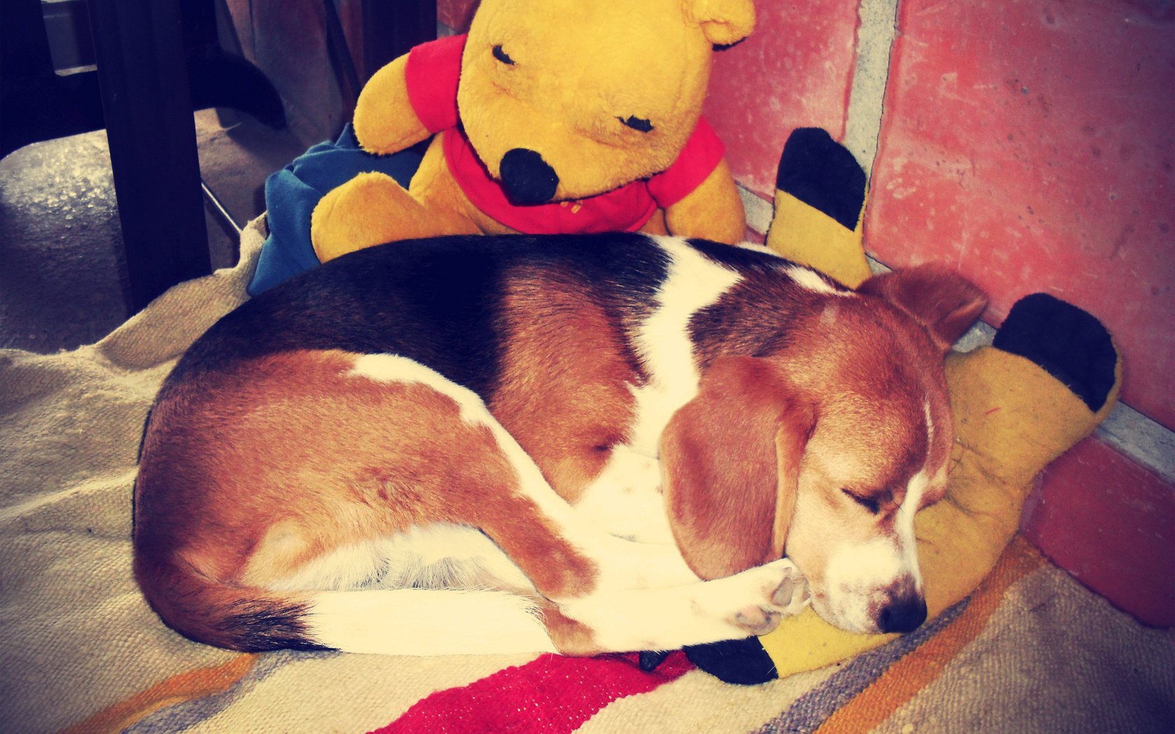 beagle sleep dog