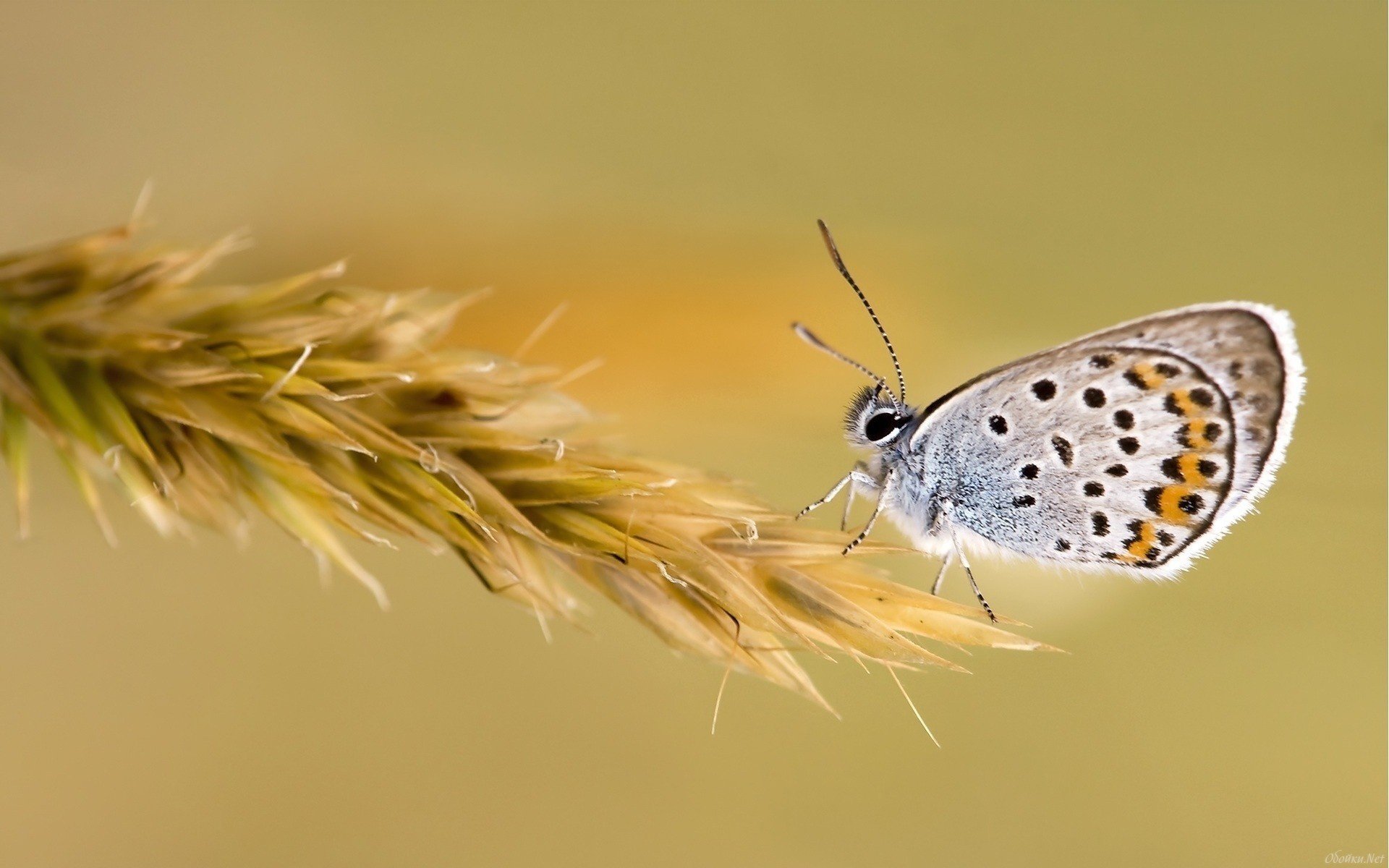 insectes papillon