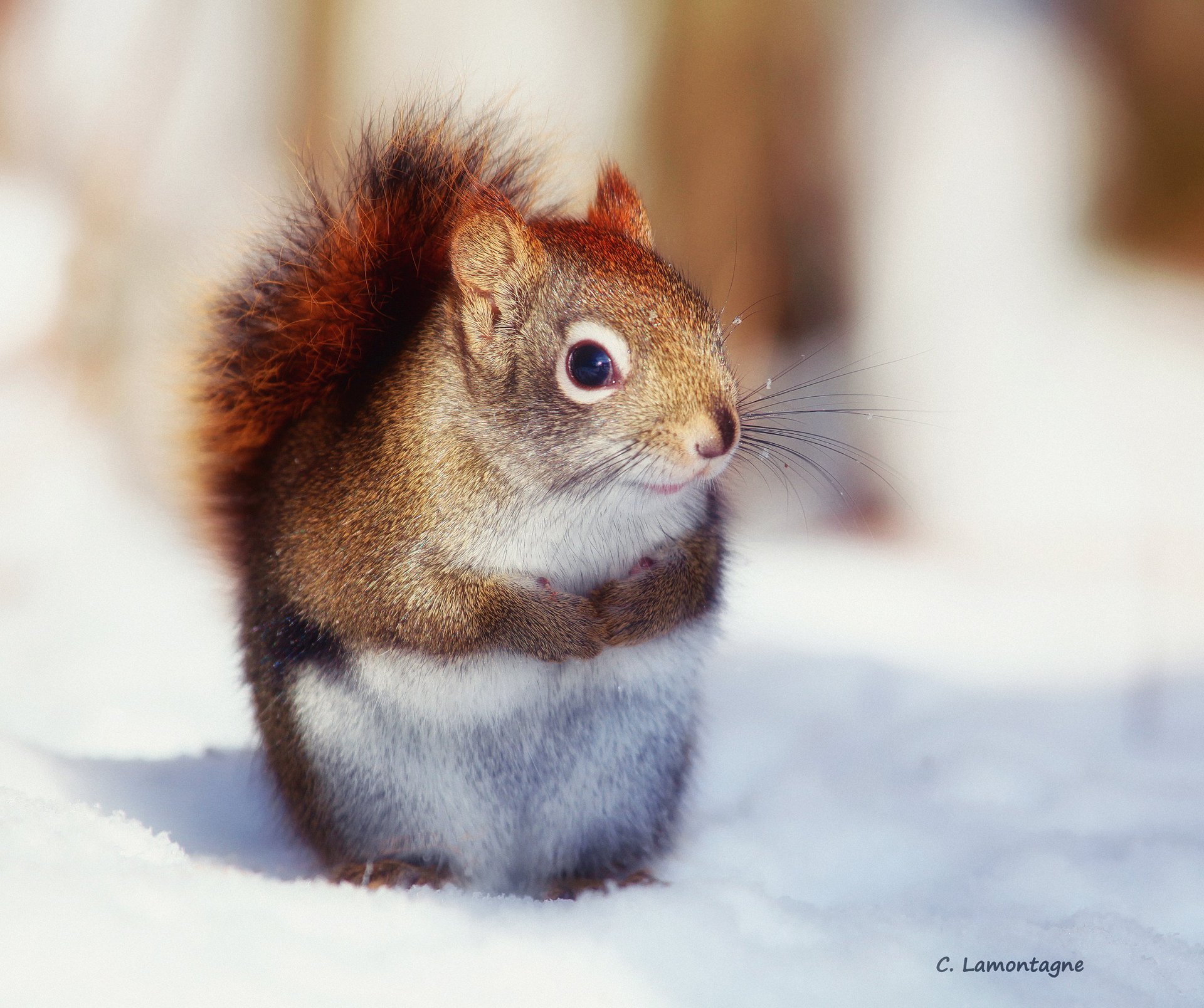 winter pelzmantel fell pfoten eichhörnchen