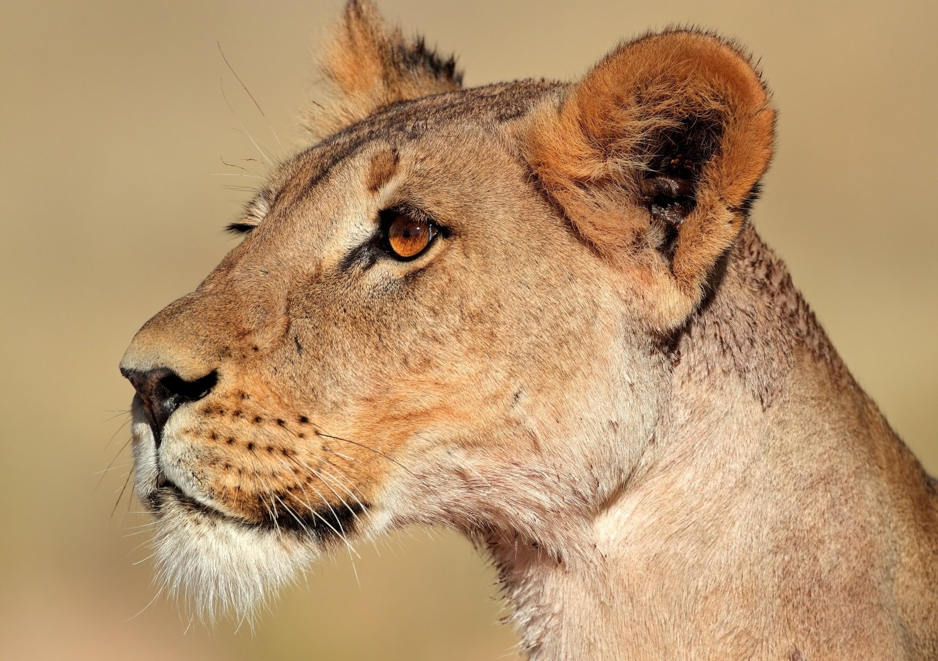 lionne gros chat