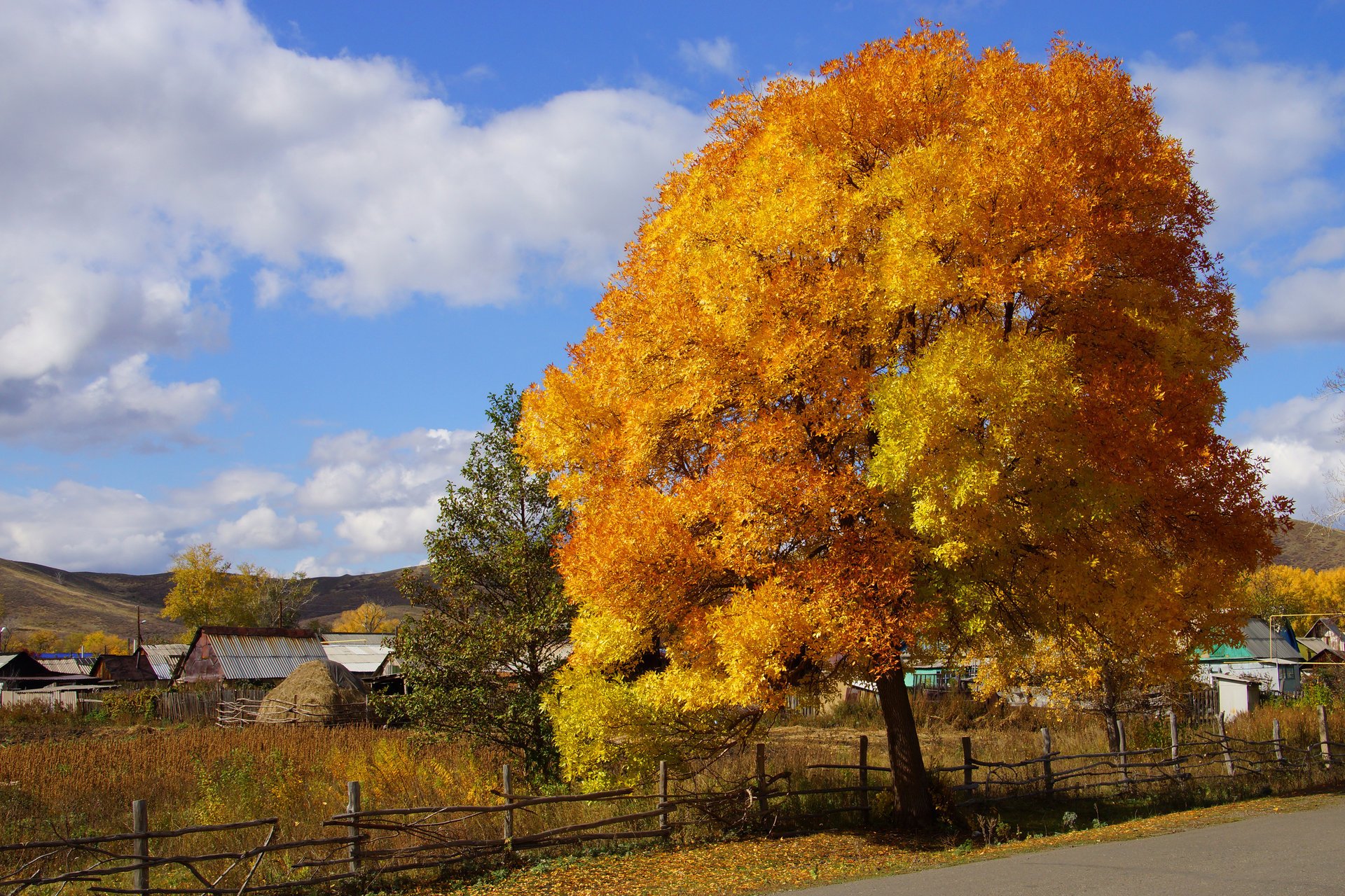 peintures automne nature village arbre