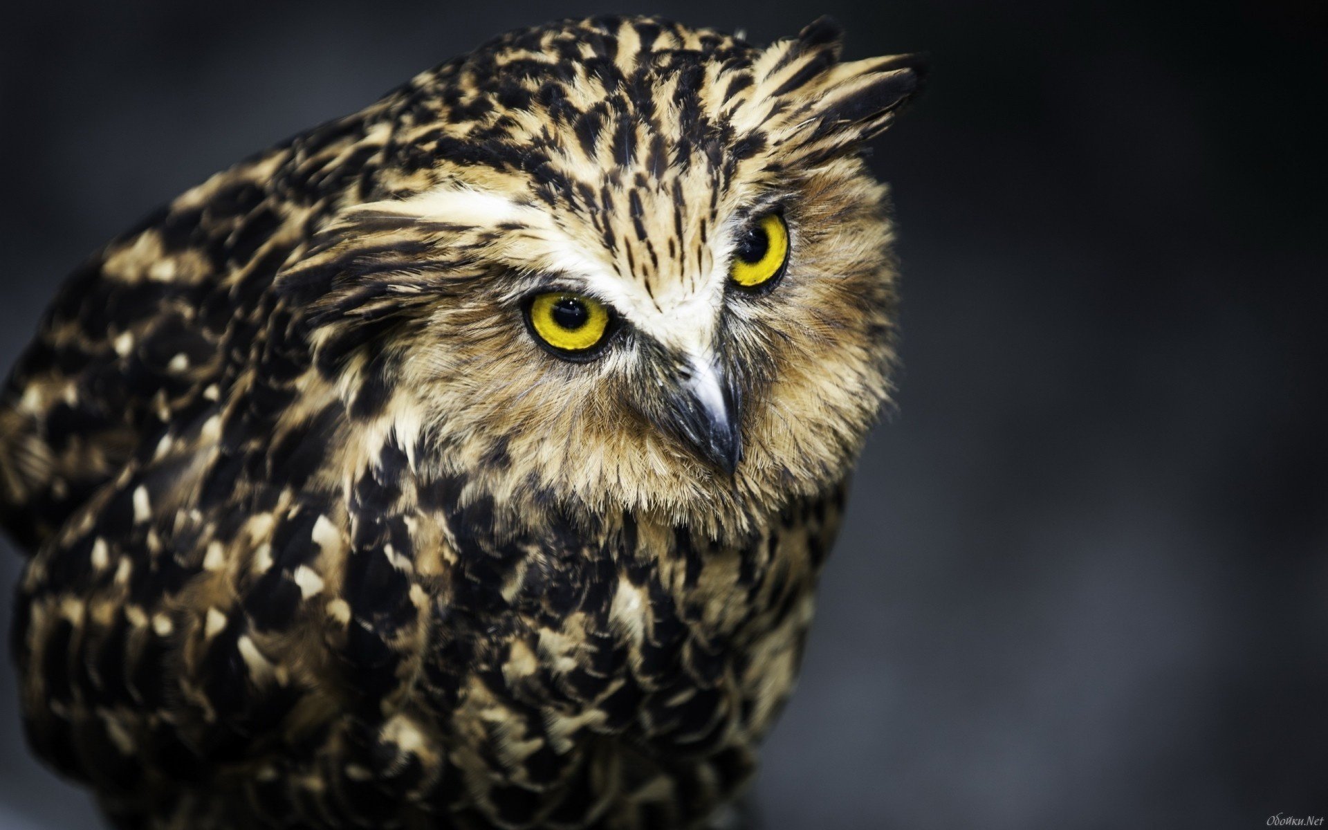 hibou hibou oiseau