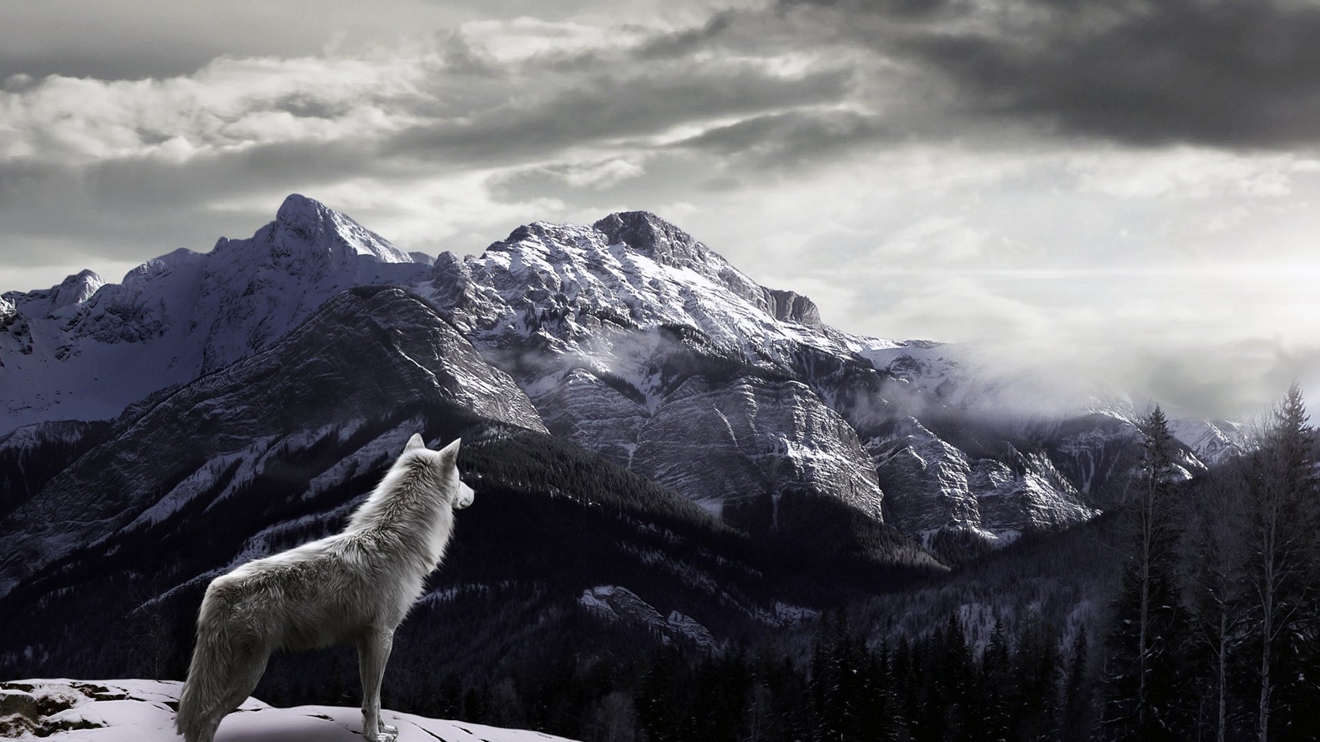 brouillard neige loup montagnes