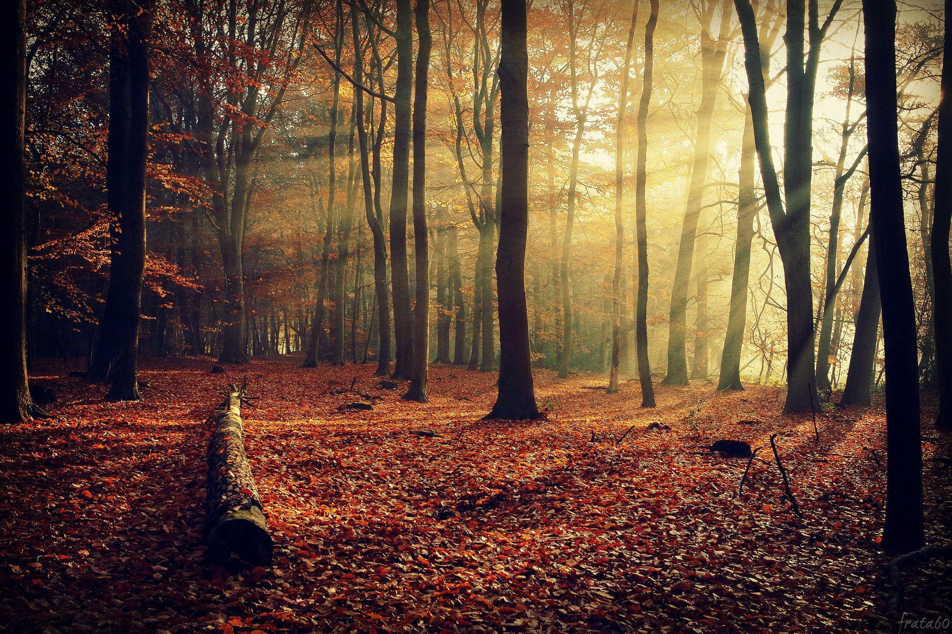 las natura jesień liście drzewa