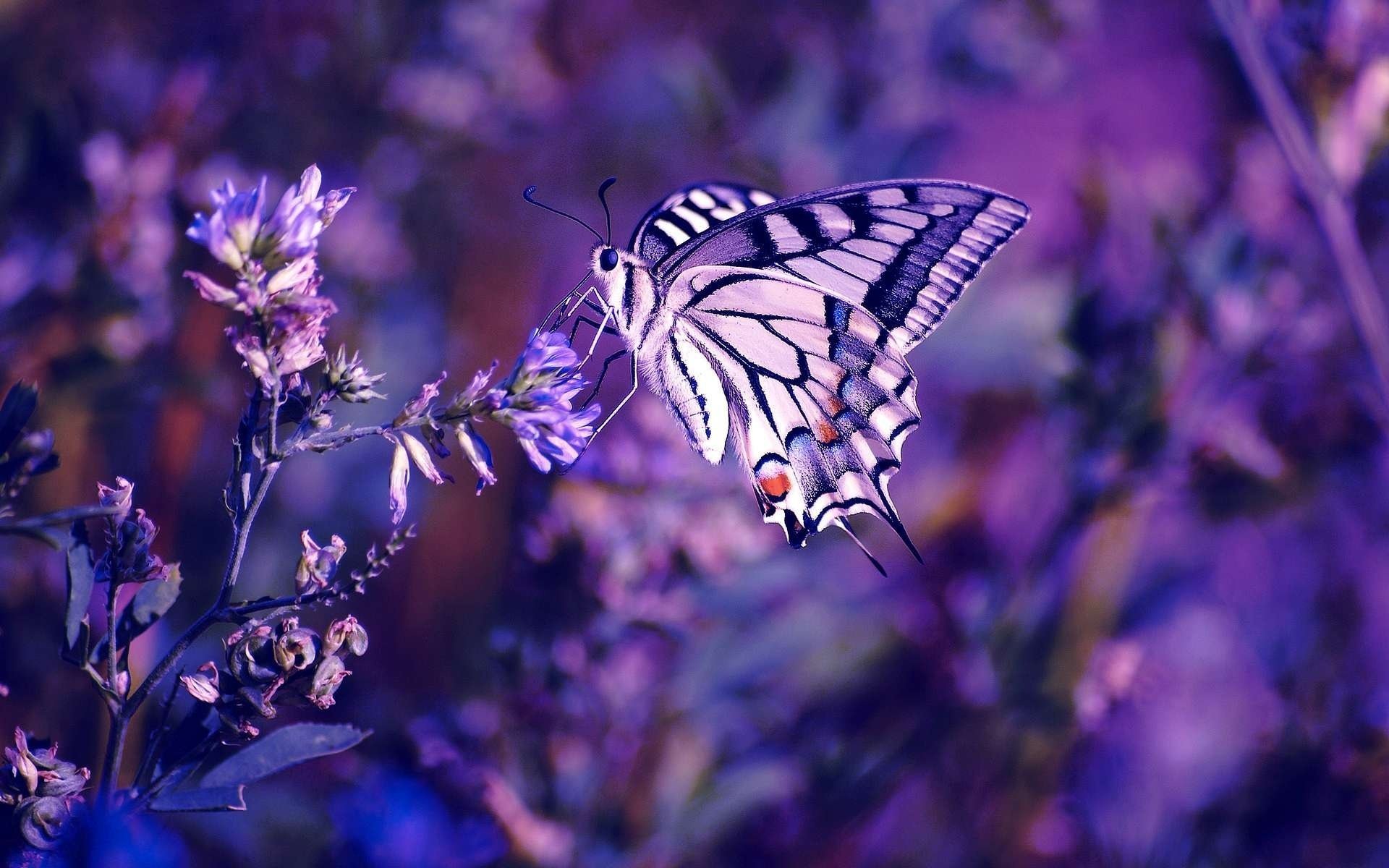 insekten schmetterling