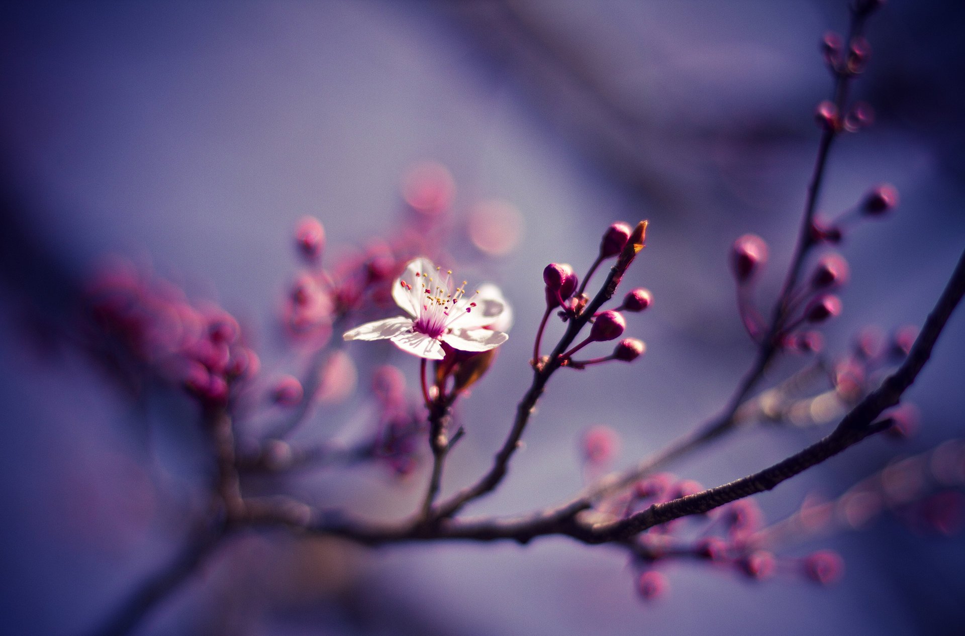 nature fleur branche cerise gros plan