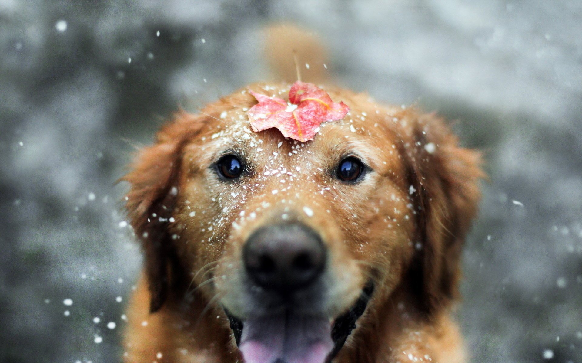 chien feuille regard