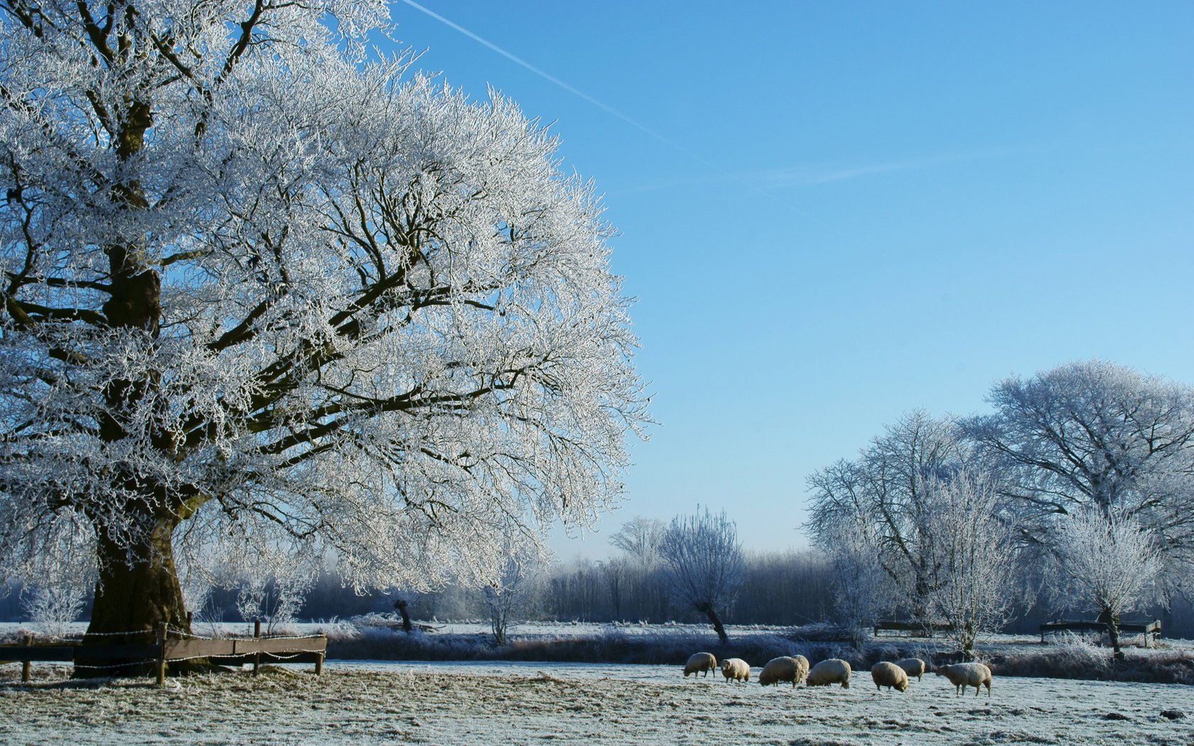 neige arbres prairie givre glace givre