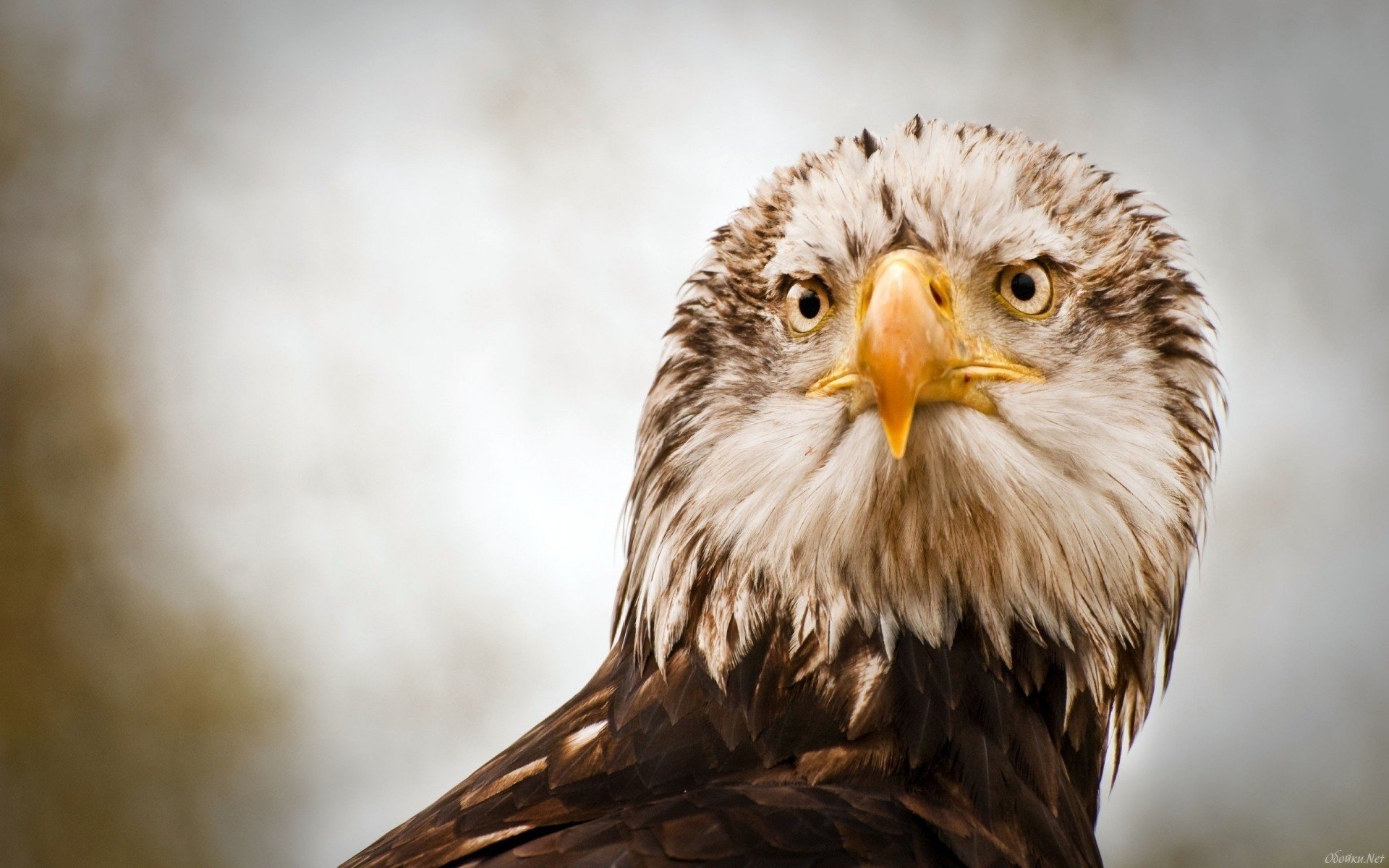 pájaro águila