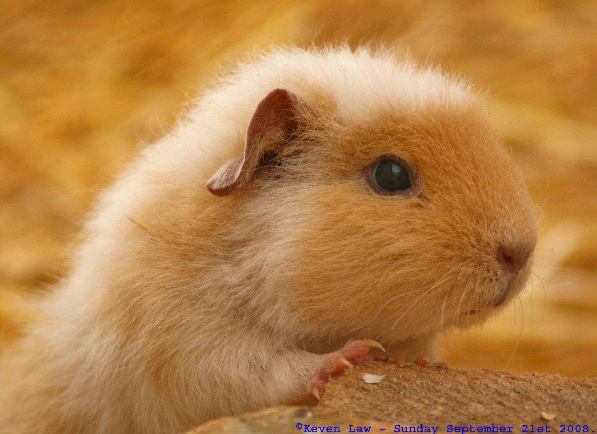 hamster mouse