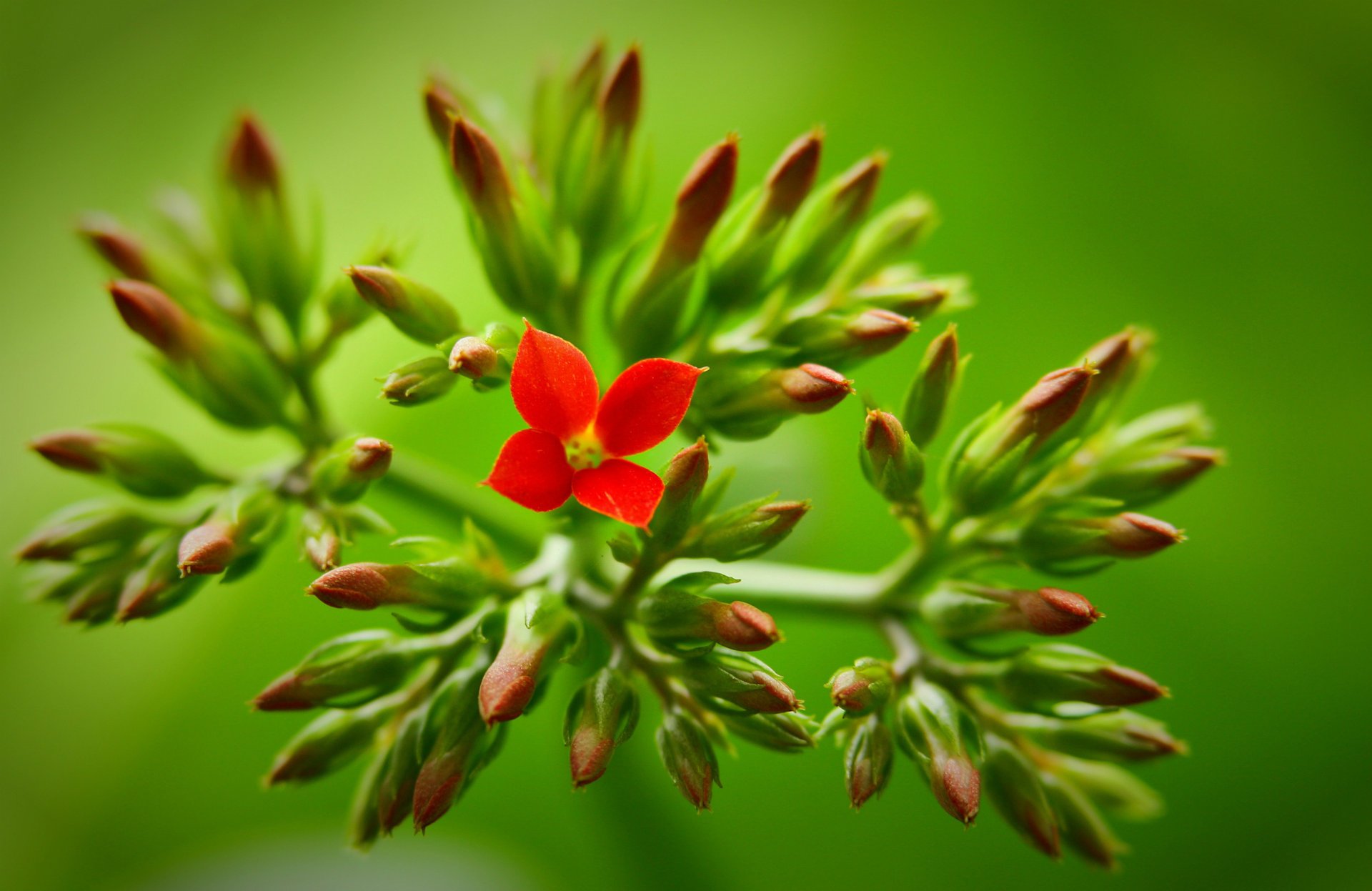 fond rouge bourgeon vert