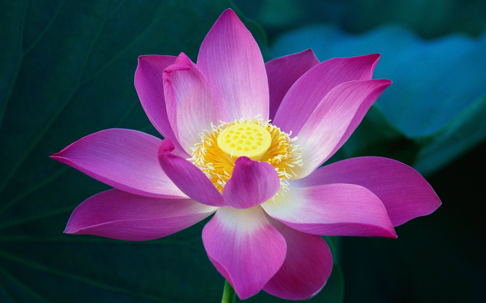 blume lotus