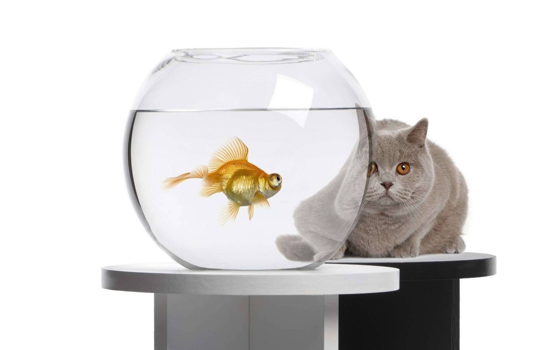 cat cat aquarium goldfish