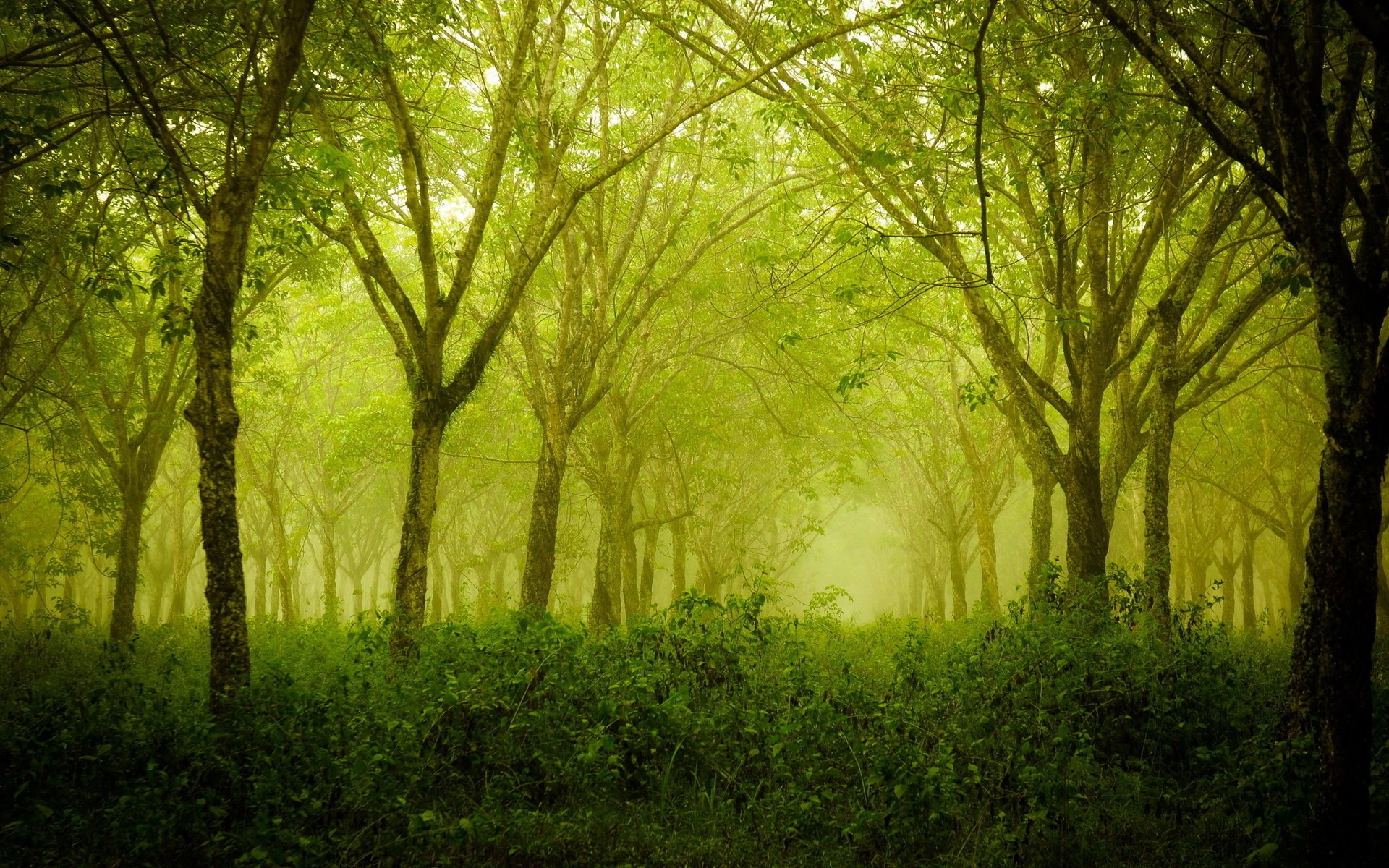 sommer natur wald bäume