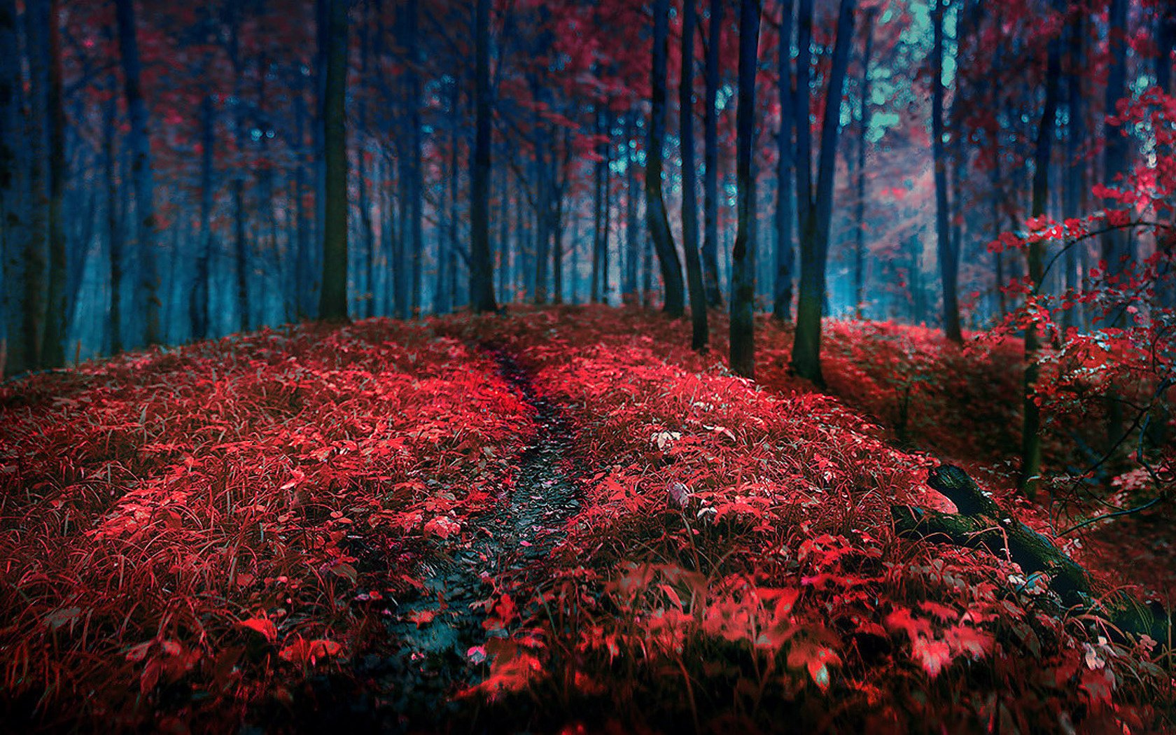 bosque hojas árboles hierba