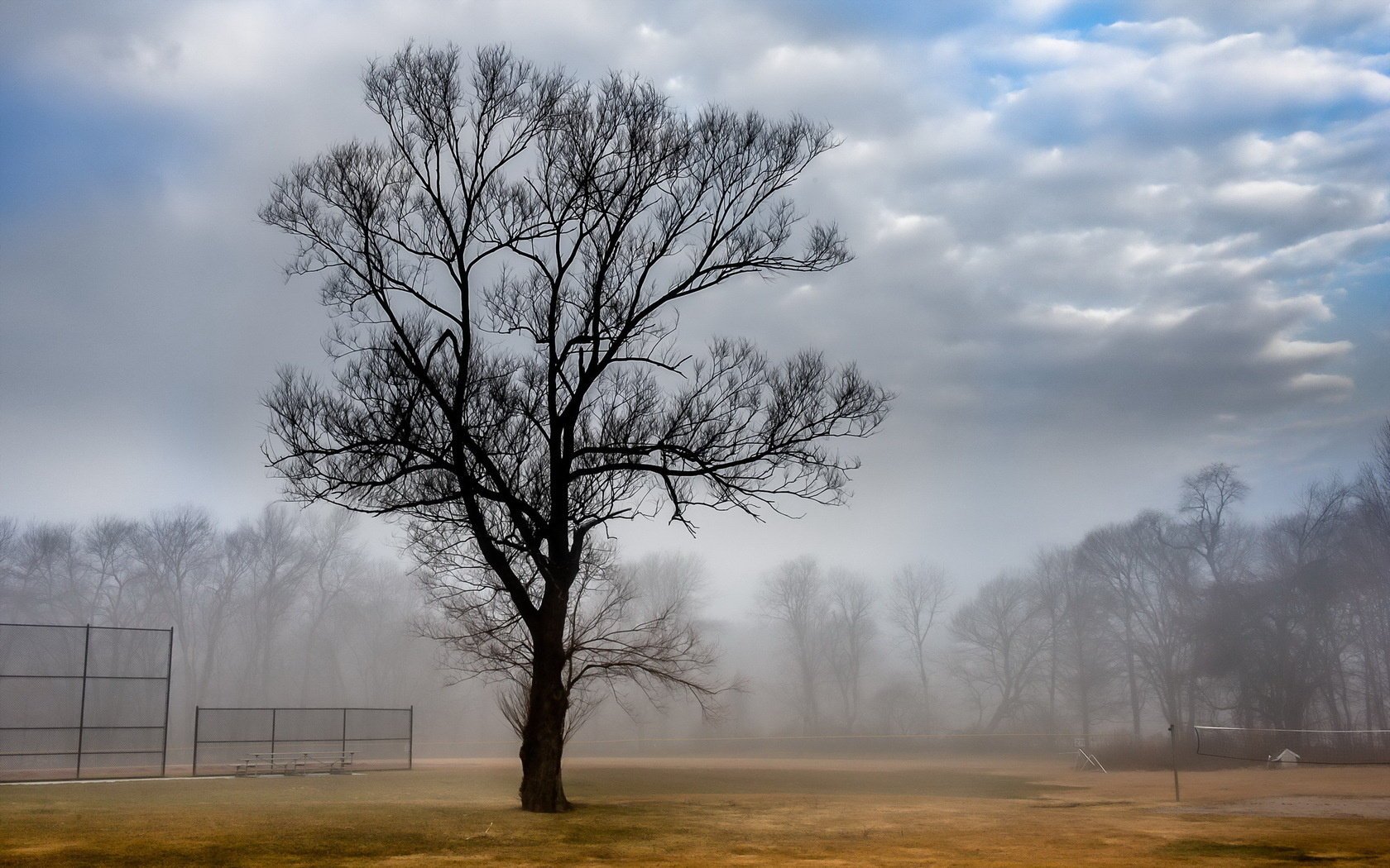 the court landscape fog tree