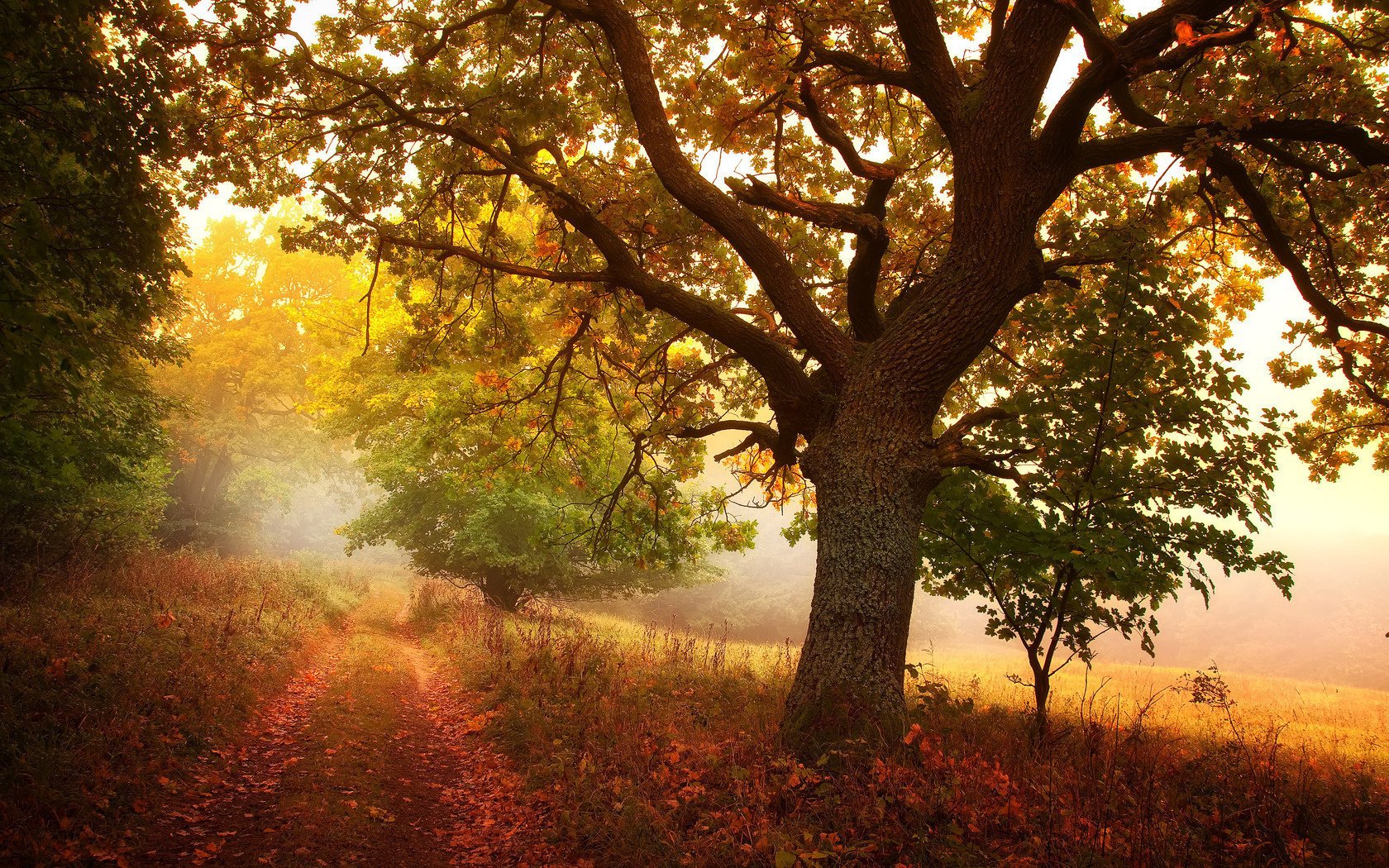 foglie autunno alberi sentiero