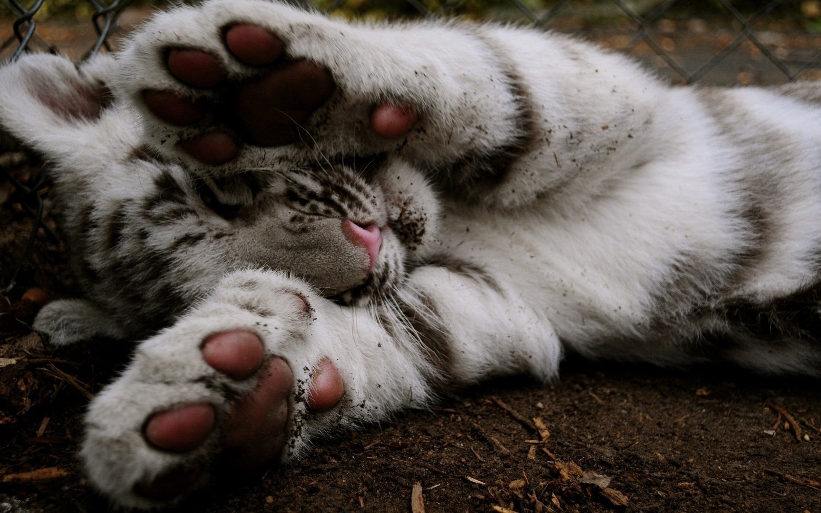 tigre animales patas patas cachorro de tigre