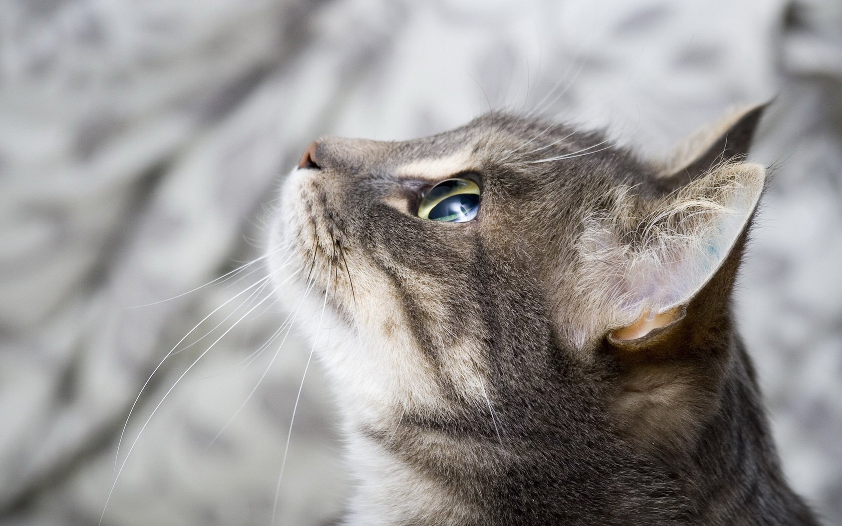 fondo ojos hocico mirada gato