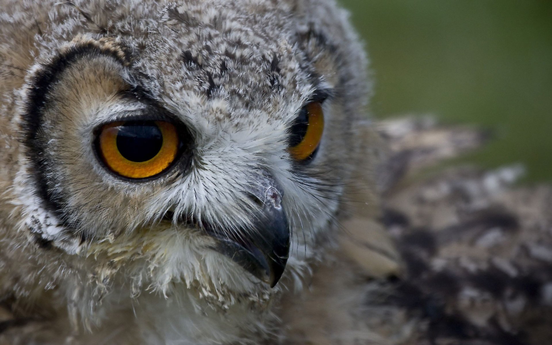 eule kopf augen schnabel blick vogel