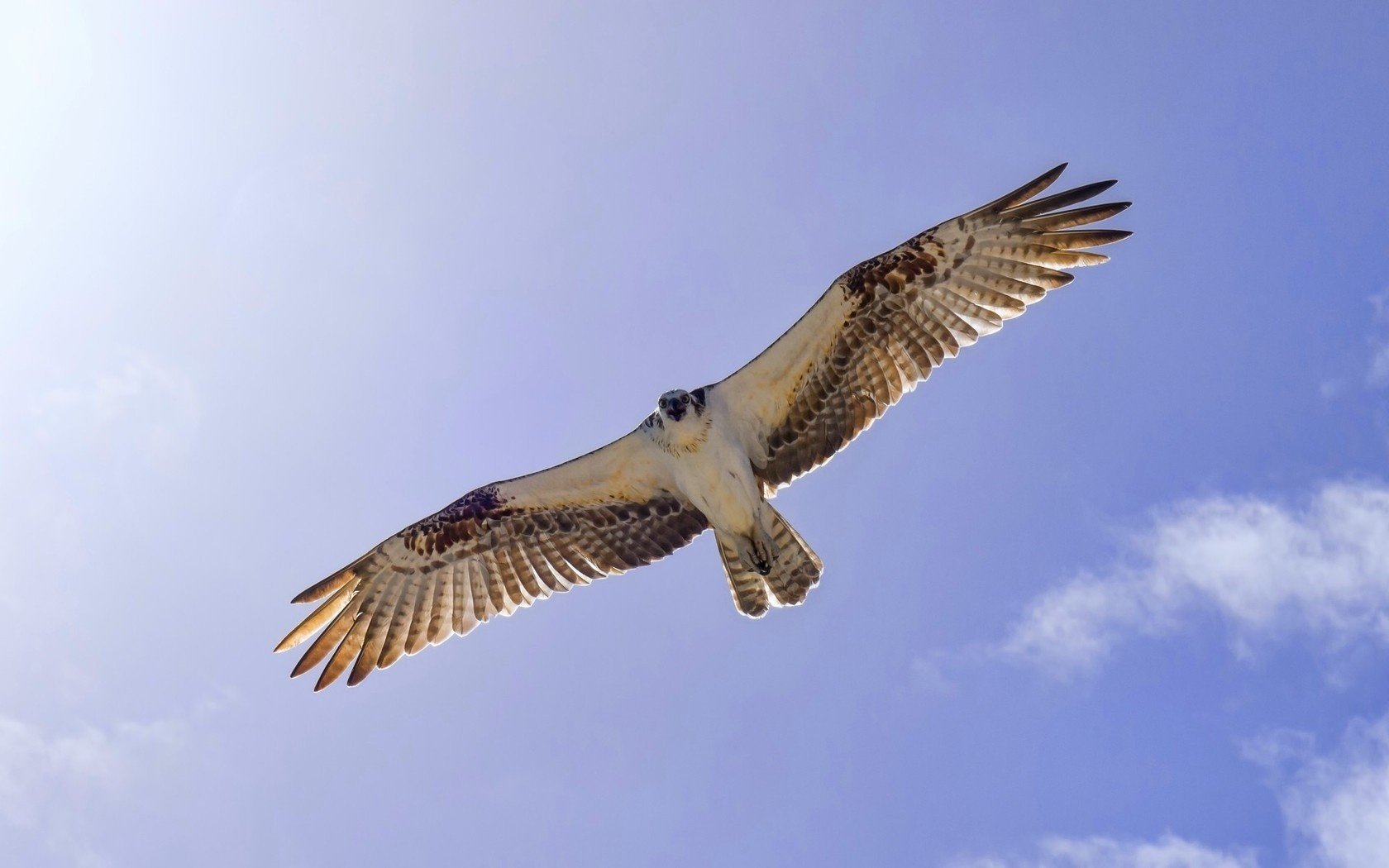 uccello cielo ali volo