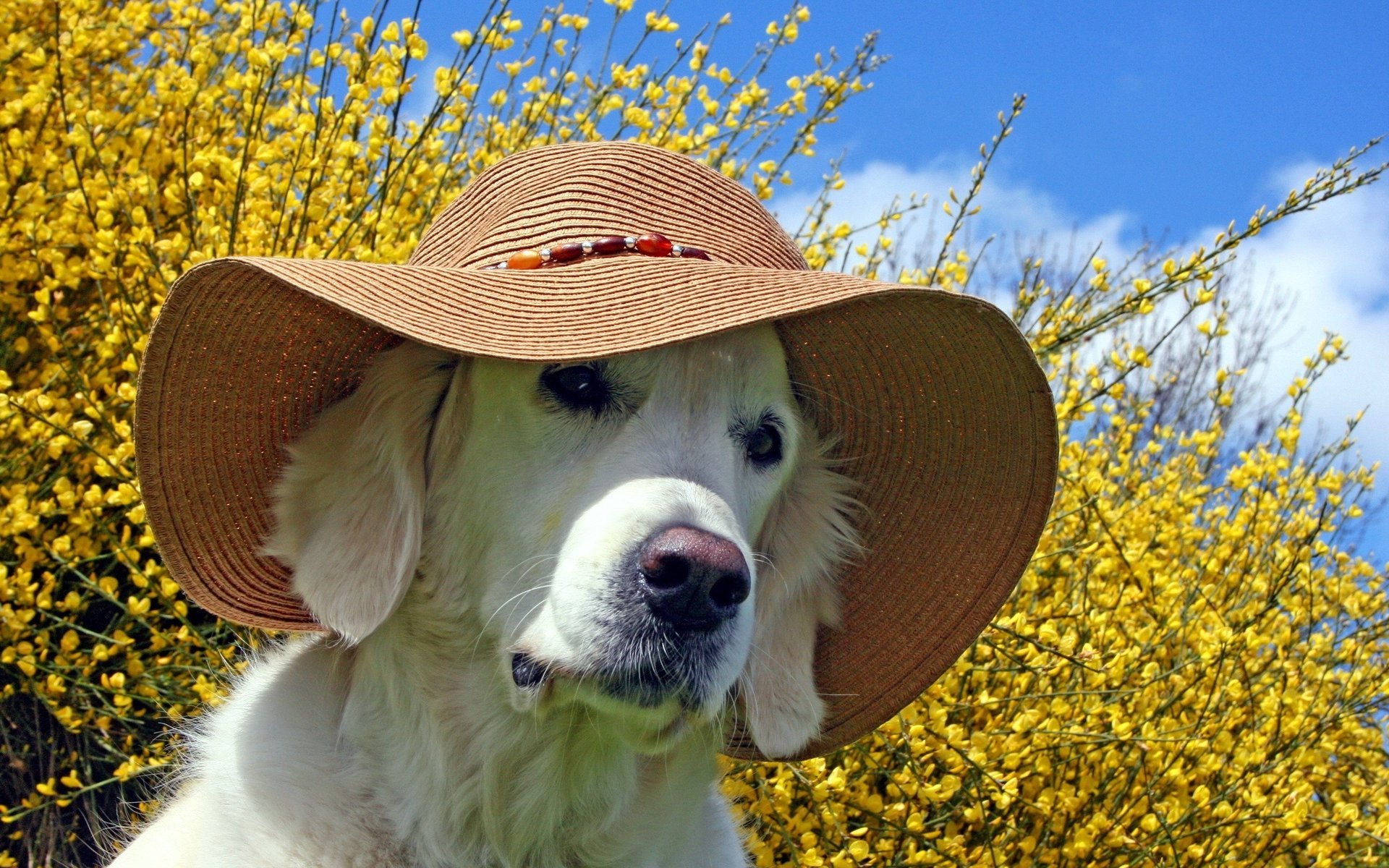 perro amigo mirada sombrero