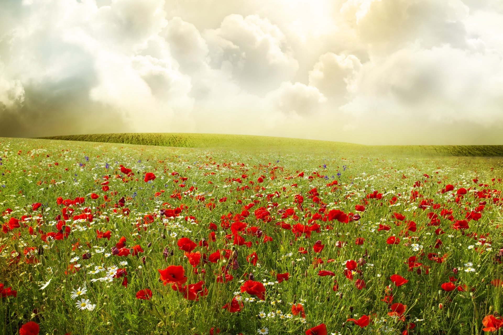 mohnblumen gänseblümchen feld pflanzen rot himmel