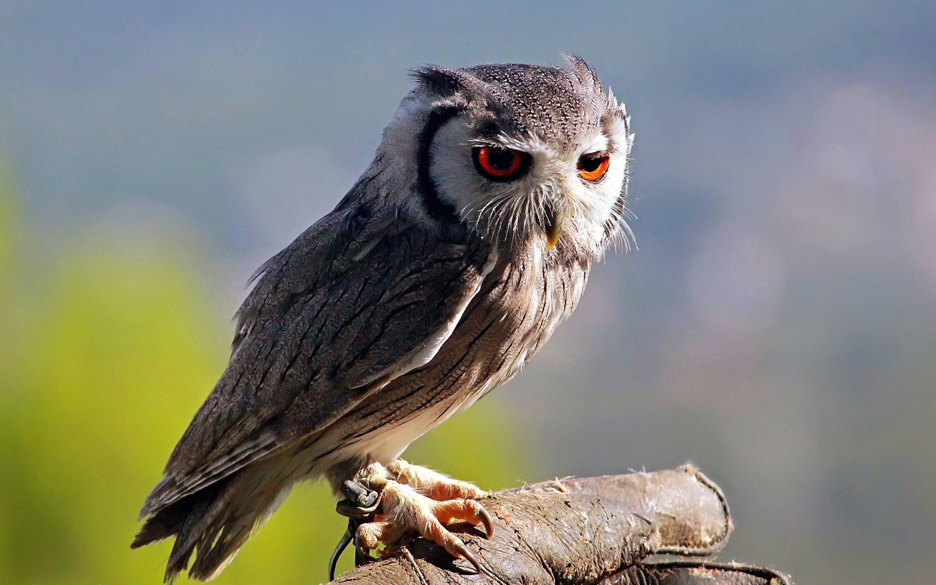 owl owl bird nature