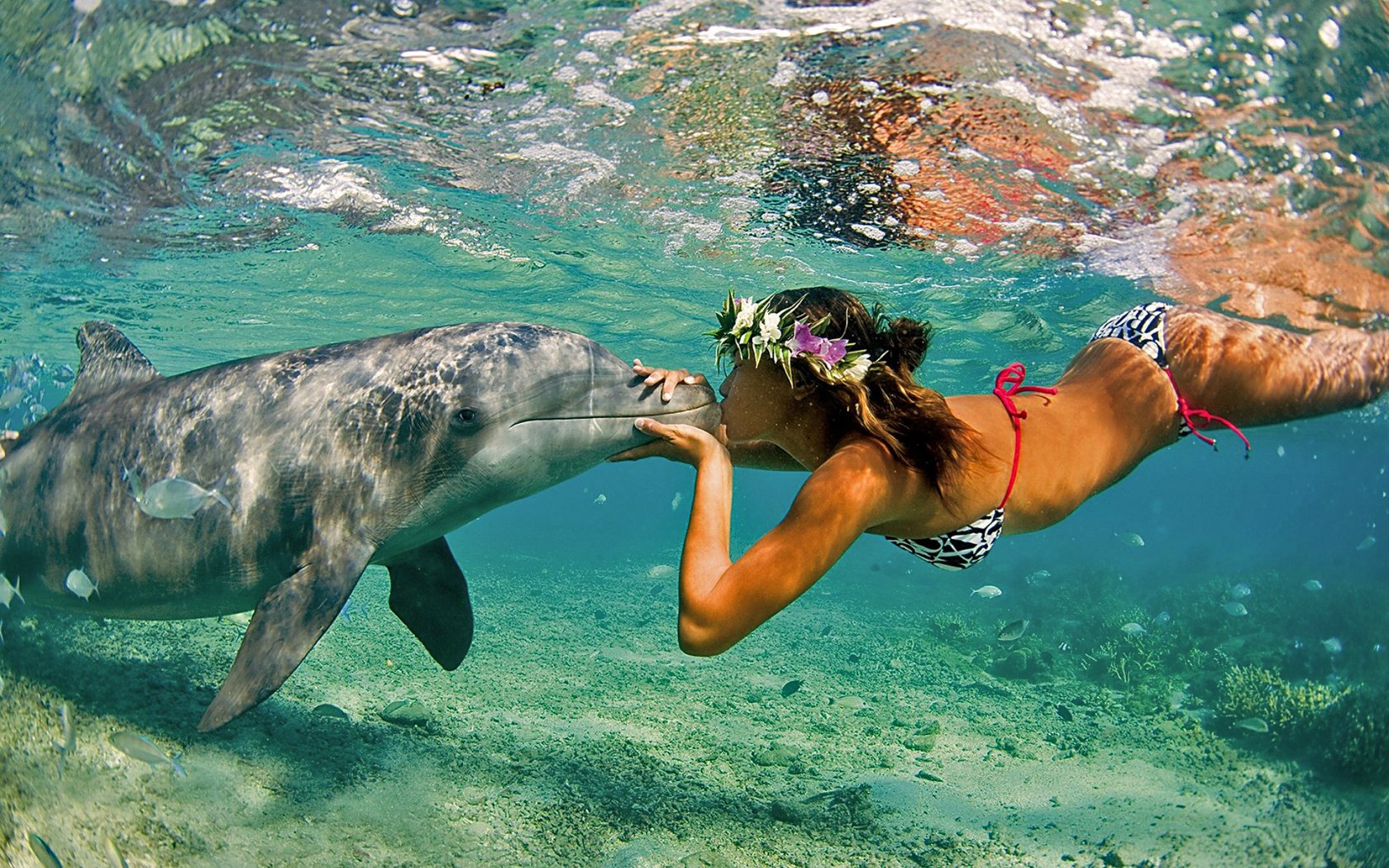 delfino mare natura ragazza oceano