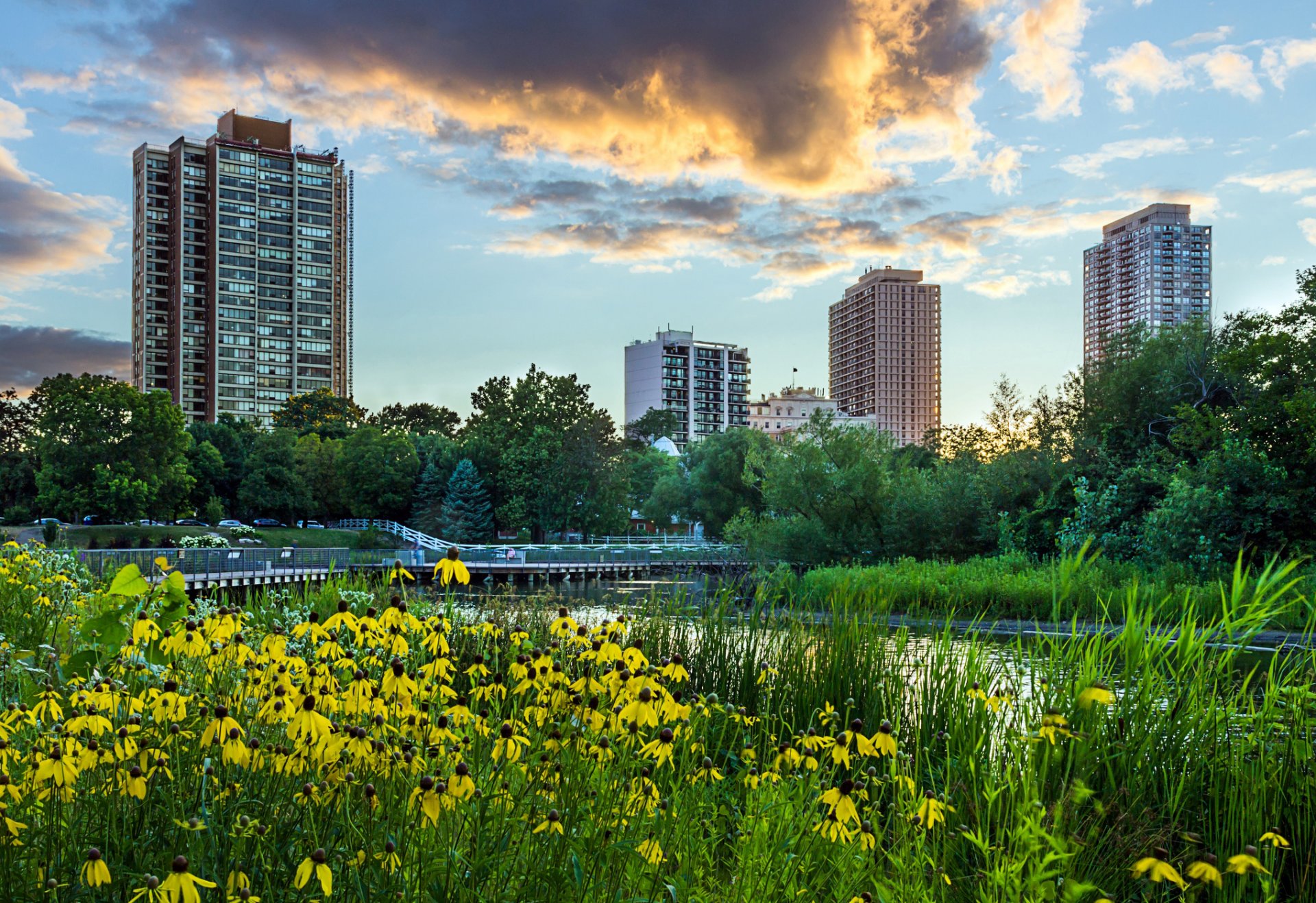 chicago illinois lincoln park usa park stadt abend sonnenuntergang himmel wolken blumen gelb gras teich bäume wolkenkratzer landschaft