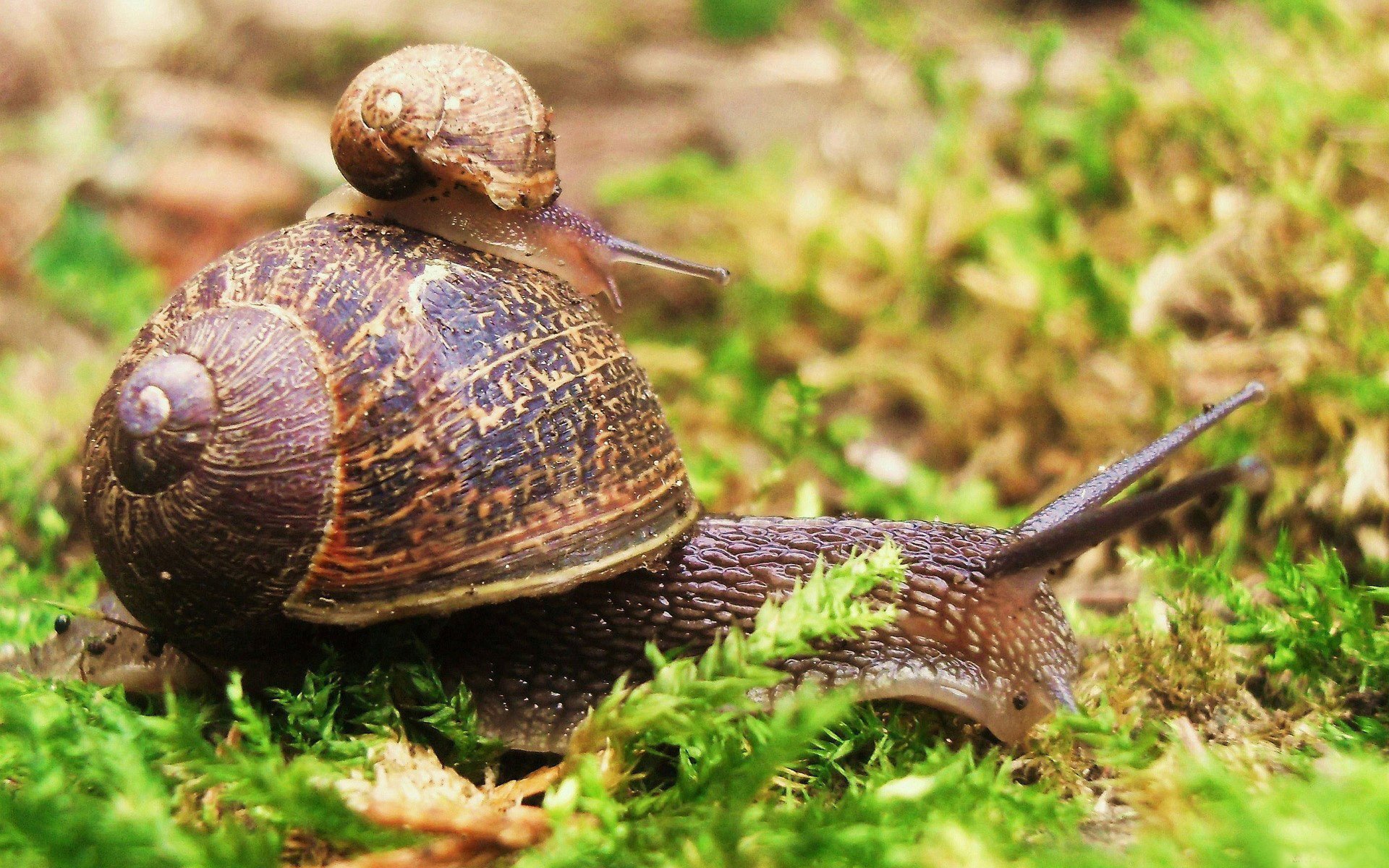 insekten schnecke