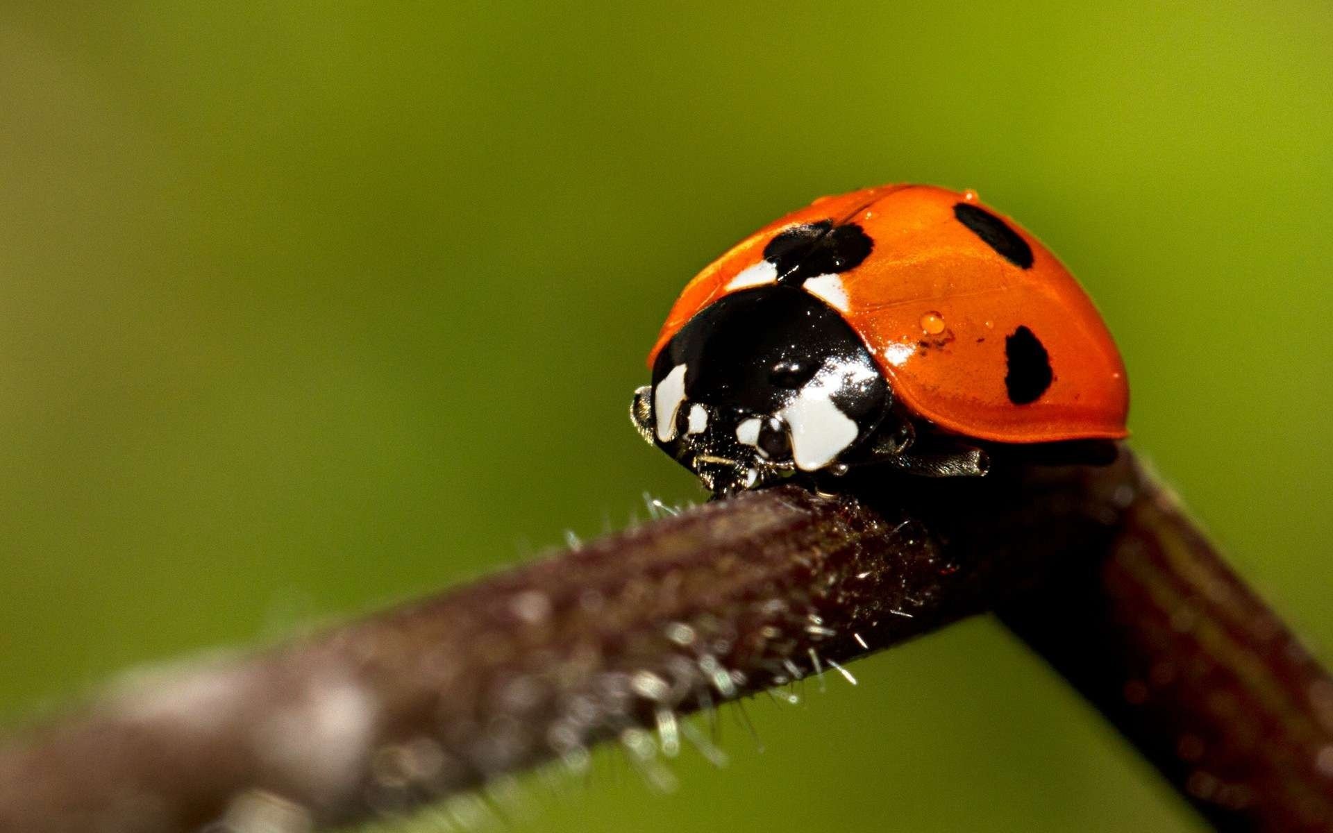 insectes coccinelle