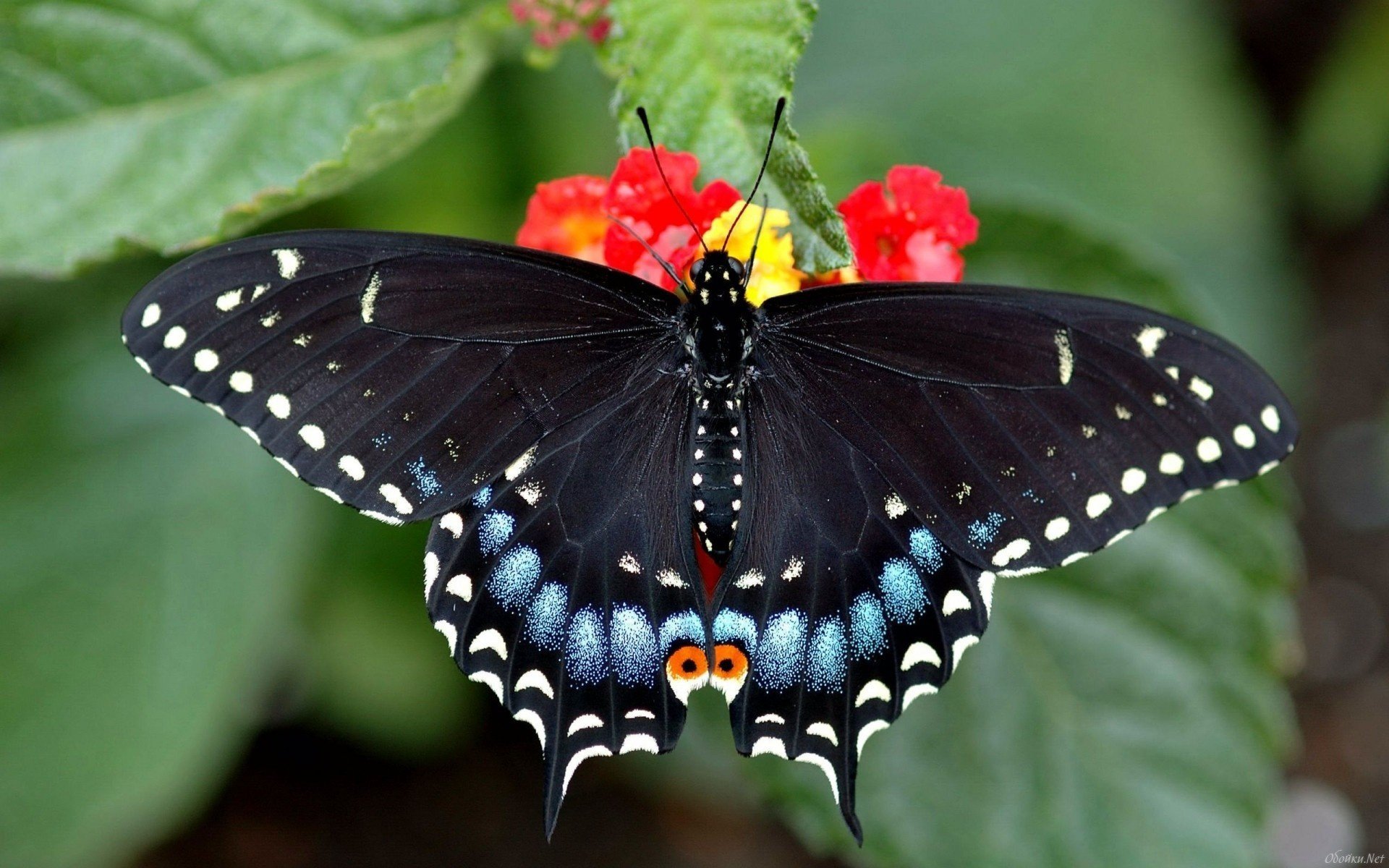 insects butterfly