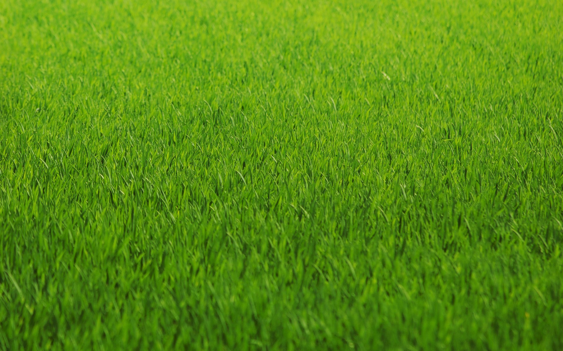 verdure herbe pelouse couleur texture green