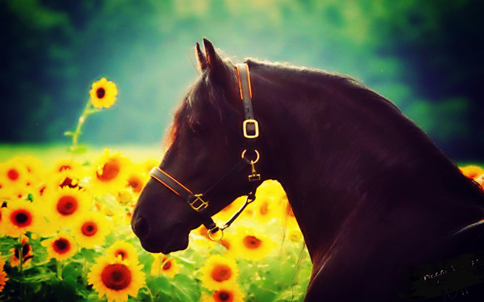 unflower horse flowers effects animal the sun beautiful