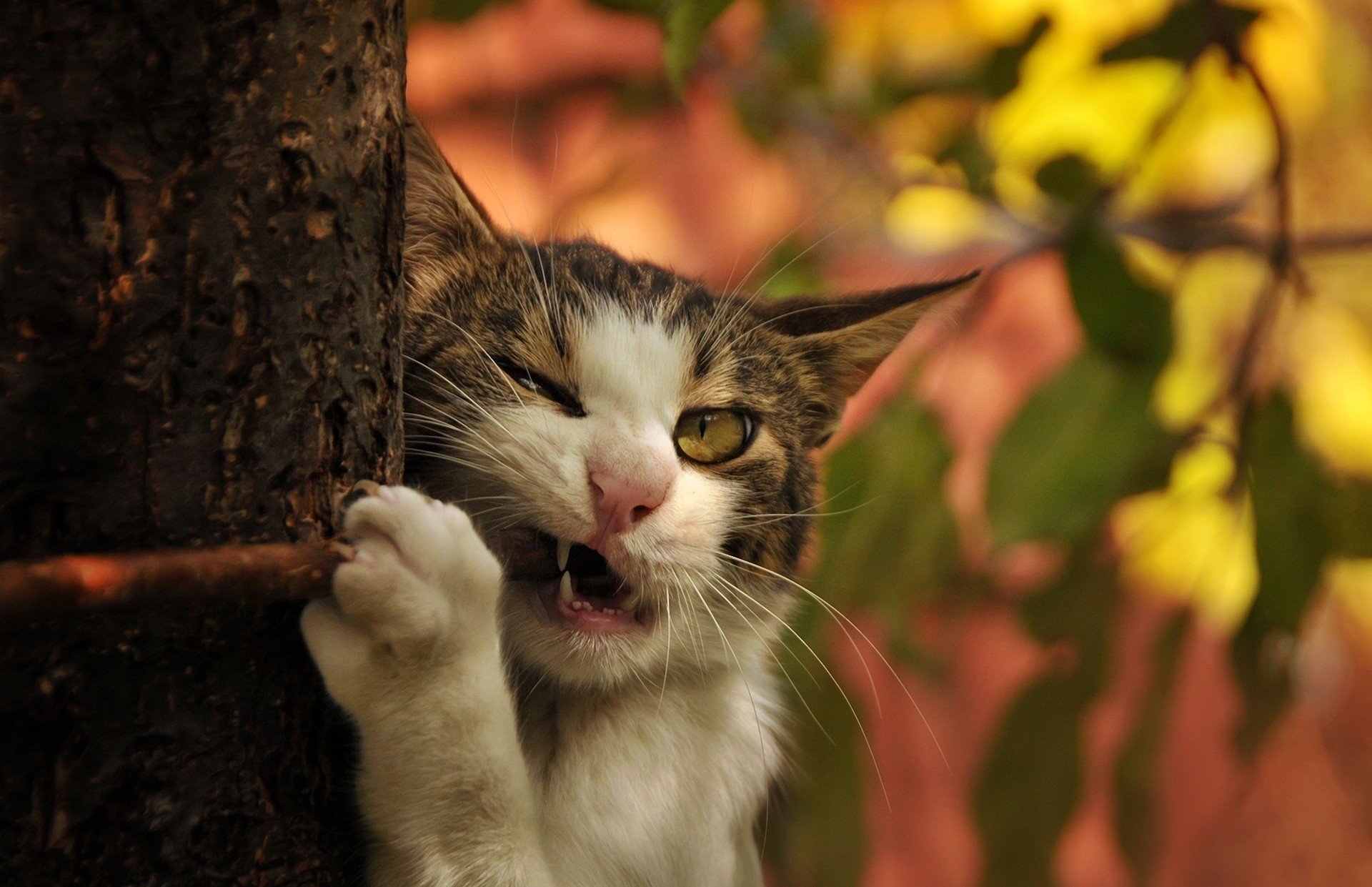 rama colmillos árbol gato gato tronco