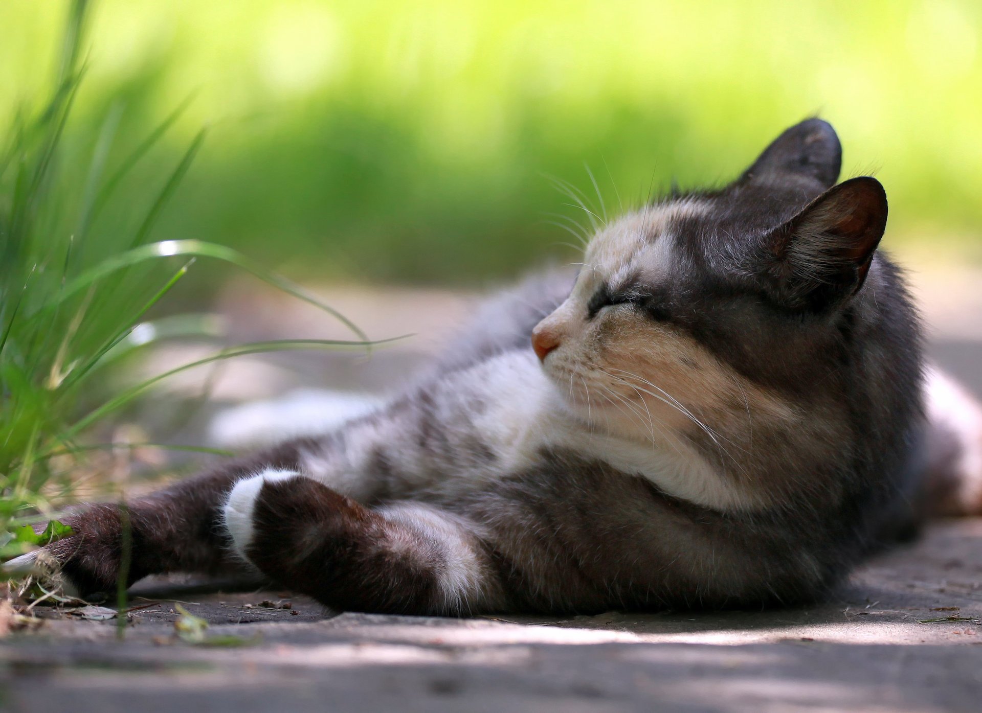 chat herbe repos