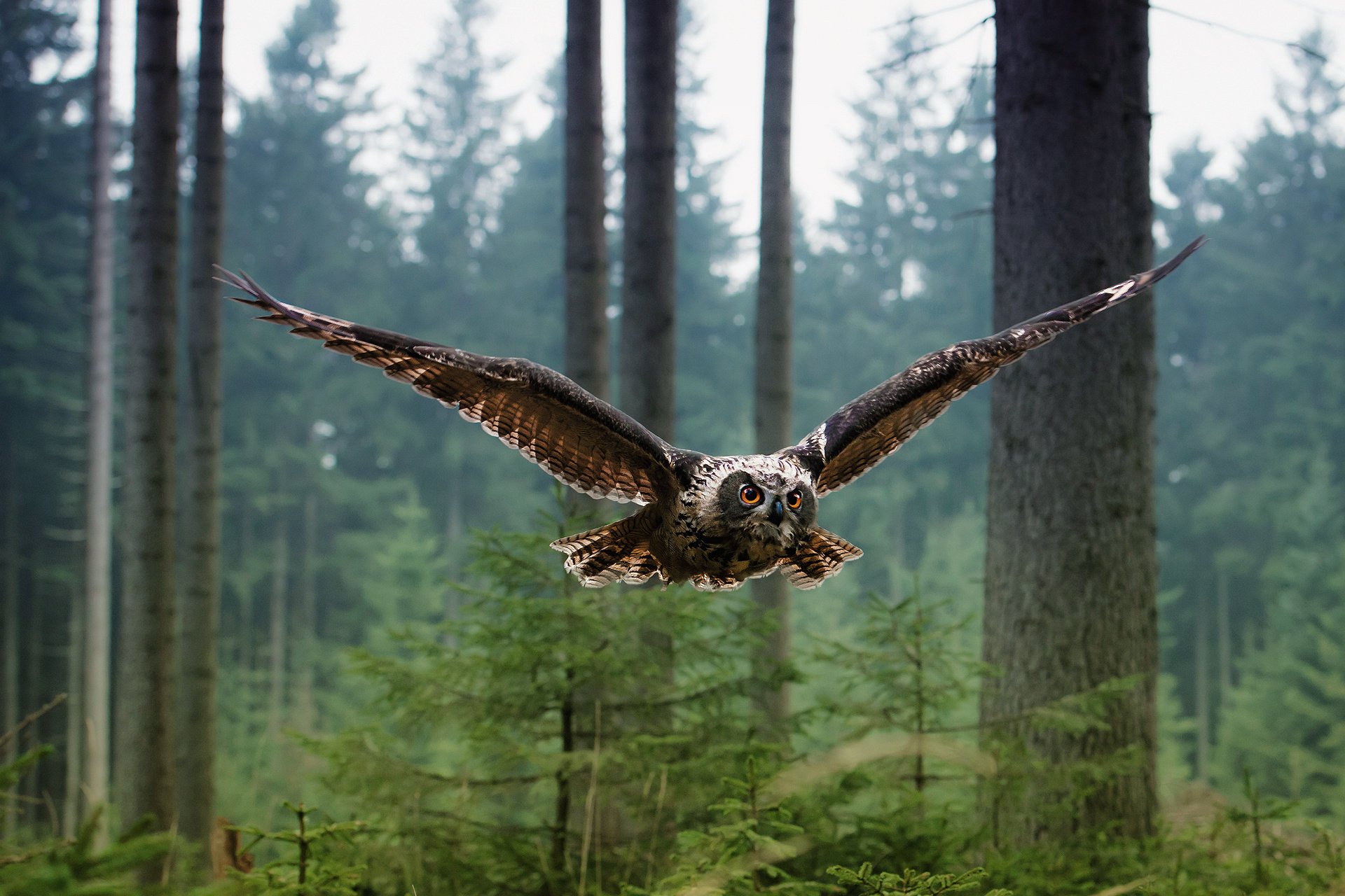 hibou oiseau forêt vol