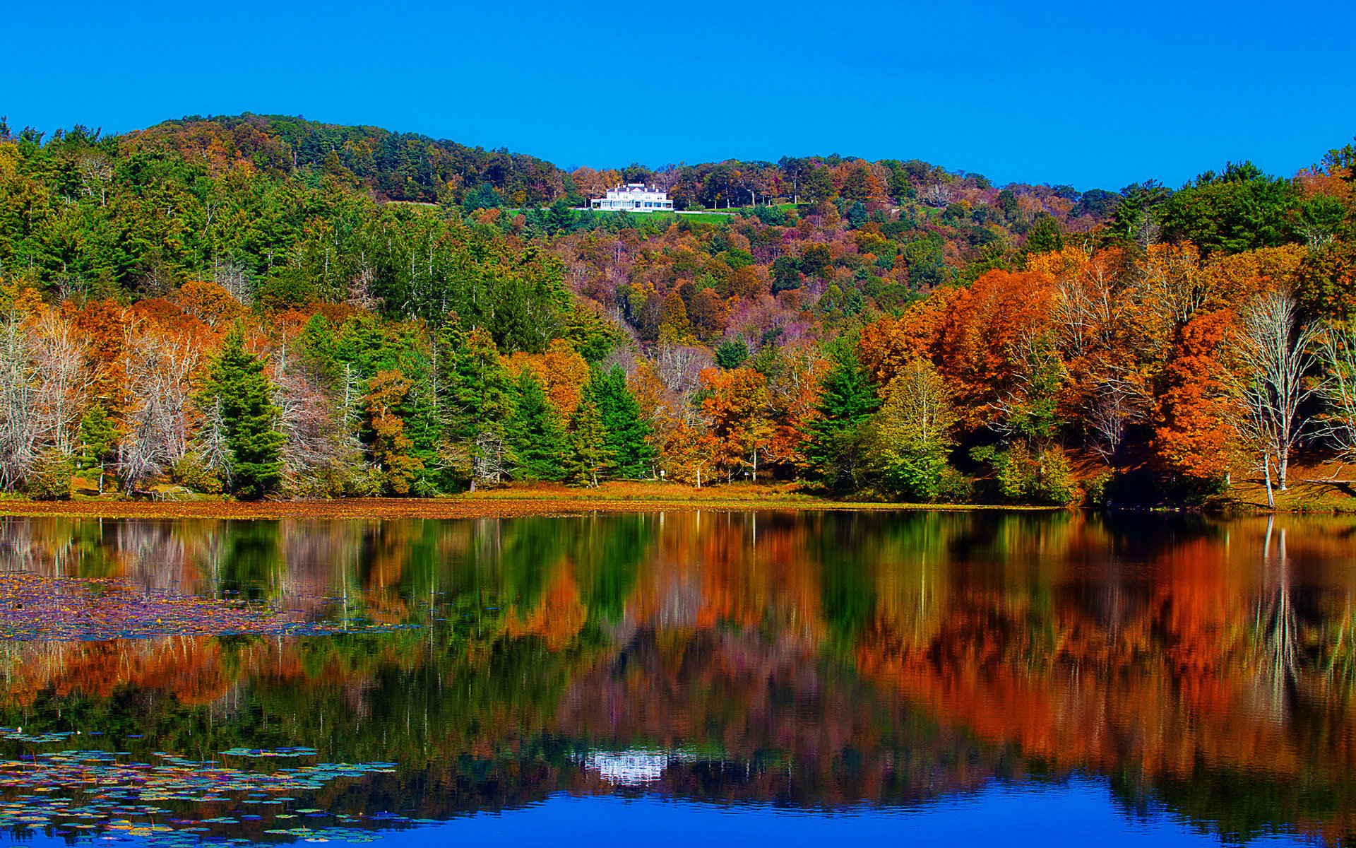 forêt lac