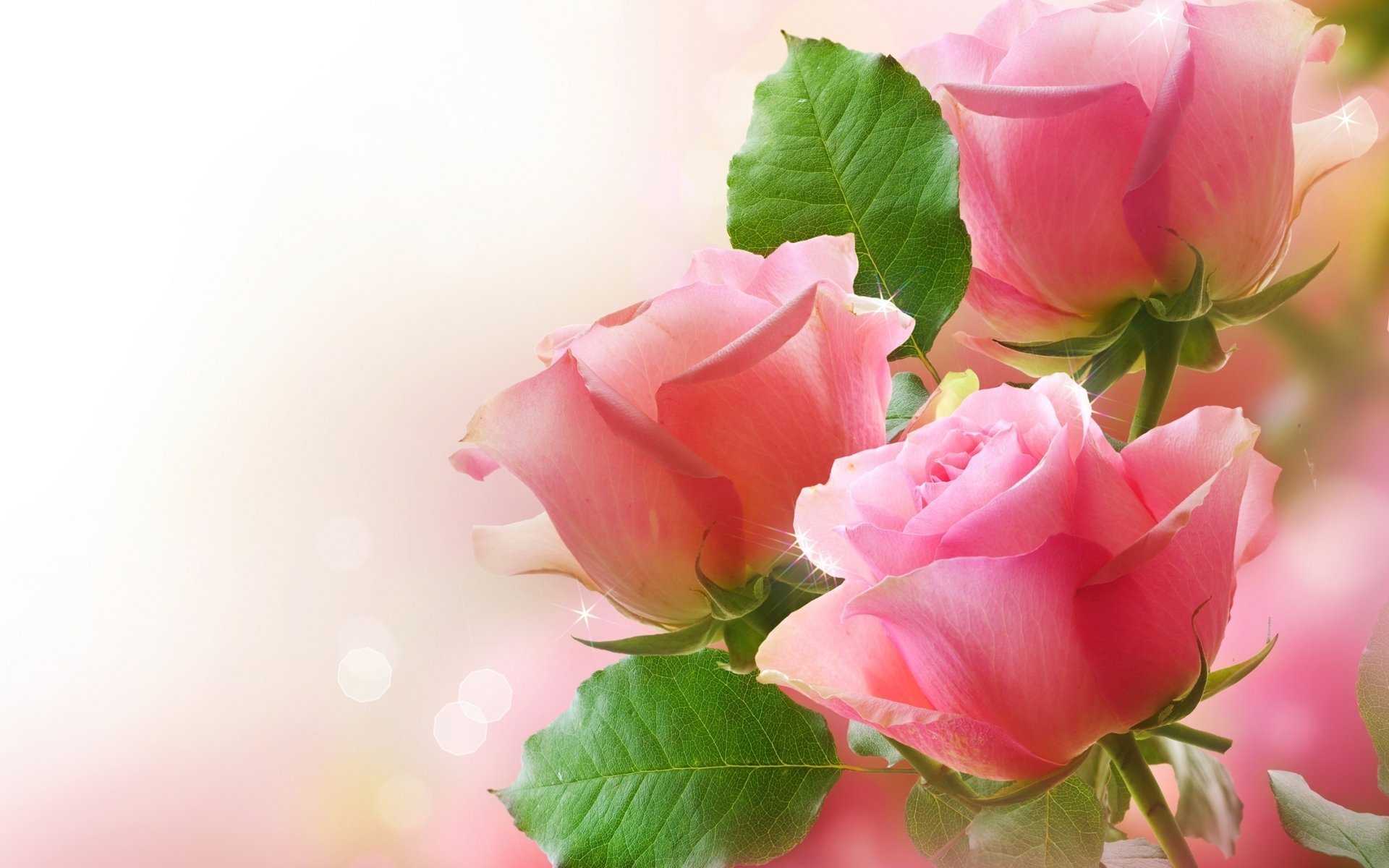 roses pink