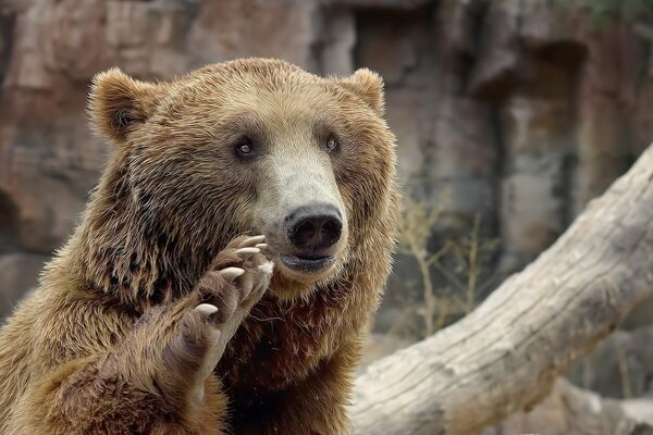 Mignon ours en peluche agitant sa patte