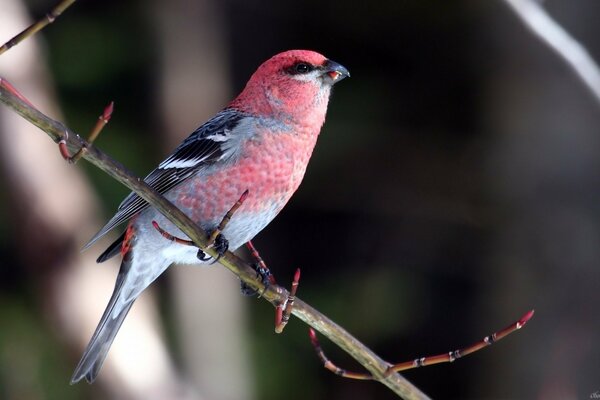 Pájaro con cabeza roja sentado en una rama