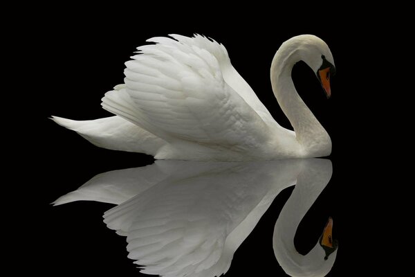 Cygne blanc sur la surface du miroir