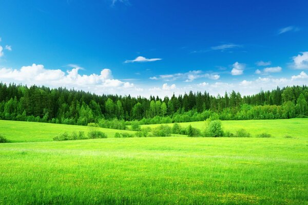 Prado verde y cielo azul