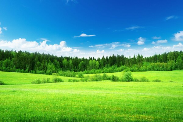 Prairie verte et ciel bleu