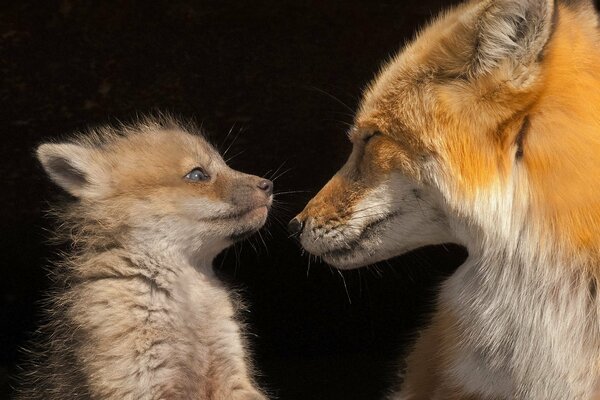 Fox and fox cub look at each other