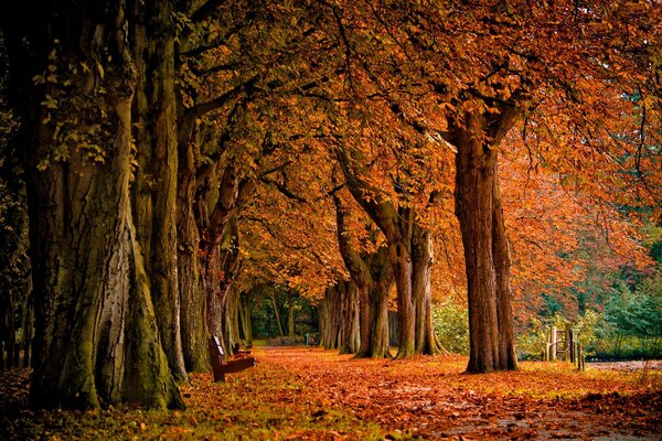 Camino de otoño que conduce a un bosque de cuento de hadas por las hojas caídas